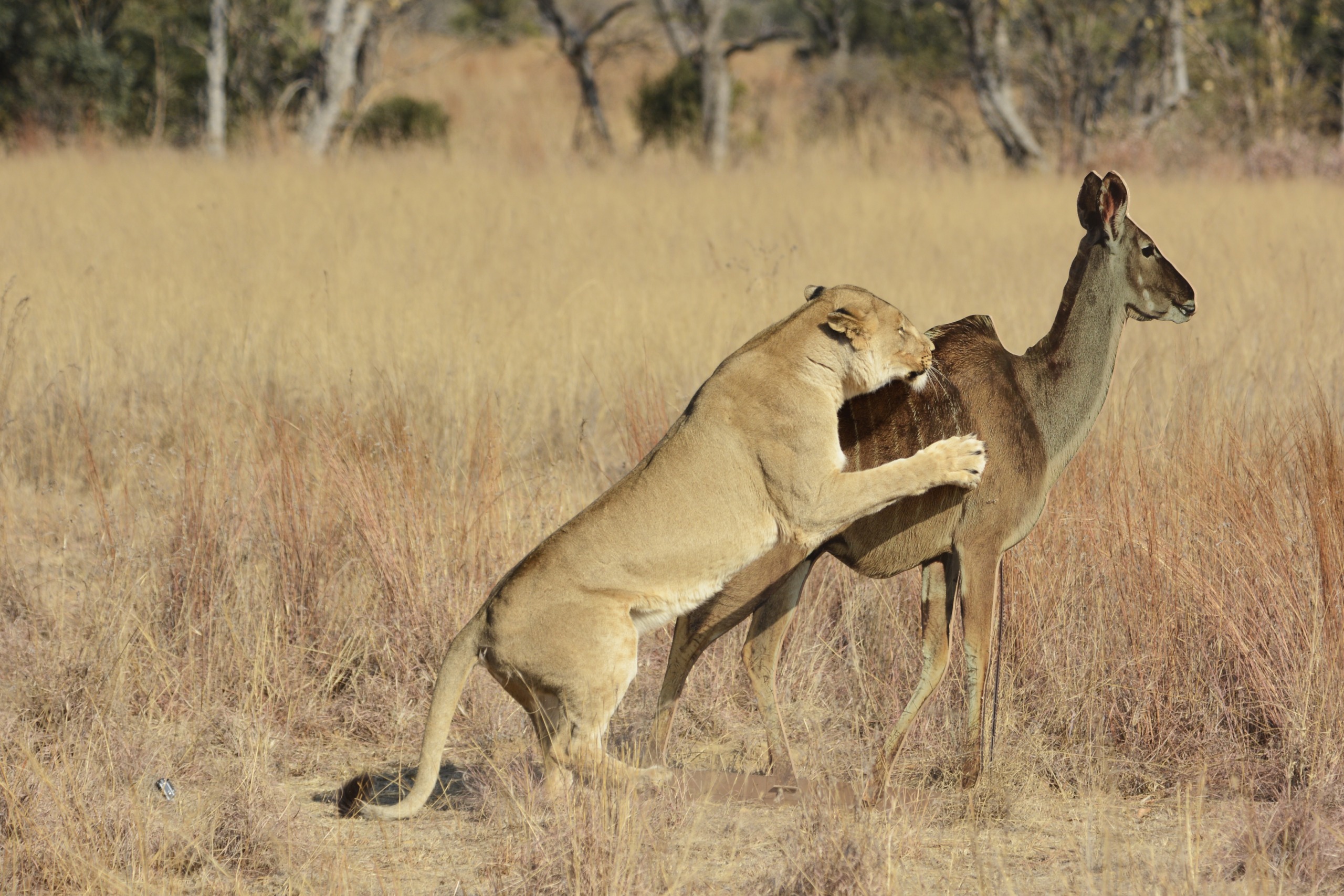 A lioness, exhibiting her killer IQ, attempts to catch a kudu in a grassy savanna. The lioness is mid-action, her paws reaching towards the startled kudu amid dry grass and sparse trees.