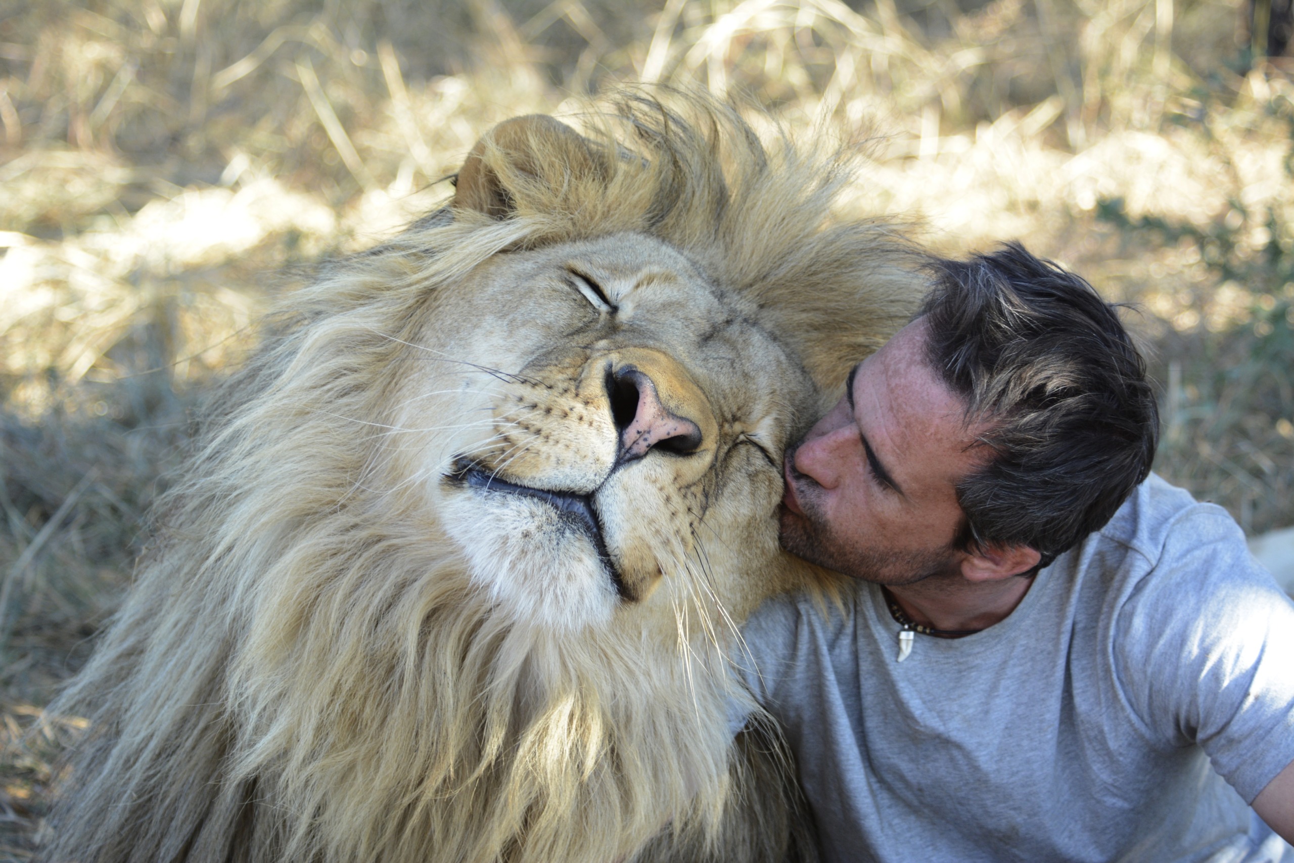 A man with a killer IQ gently kisses the cheek of a relaxed lion with a lush mane. They are outdoors in a natural setting with dry grass and blurred foliage in the background.