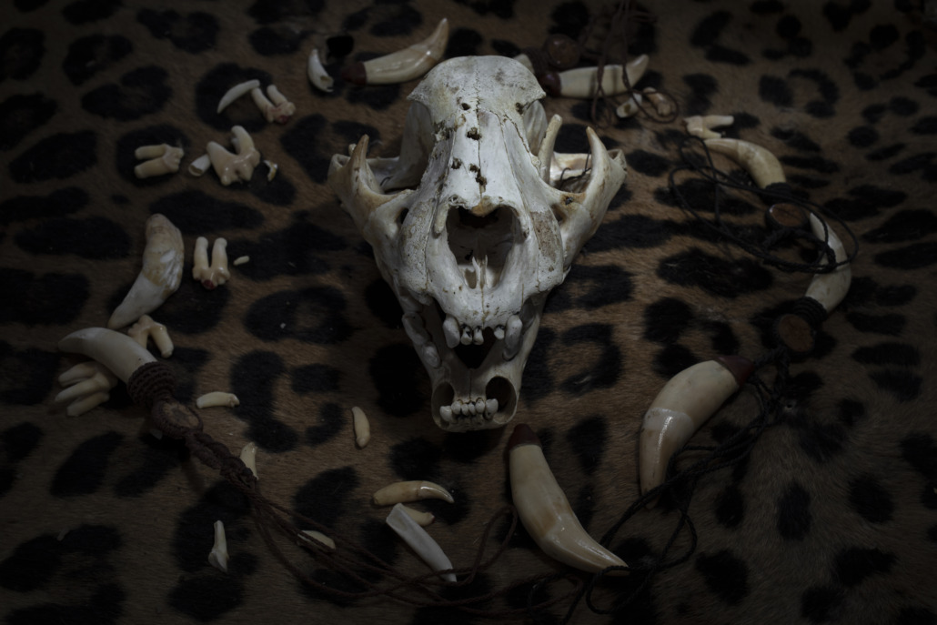 A jaguar skull surrounded by fangs over a jaguar fur in Iquitos, Peru