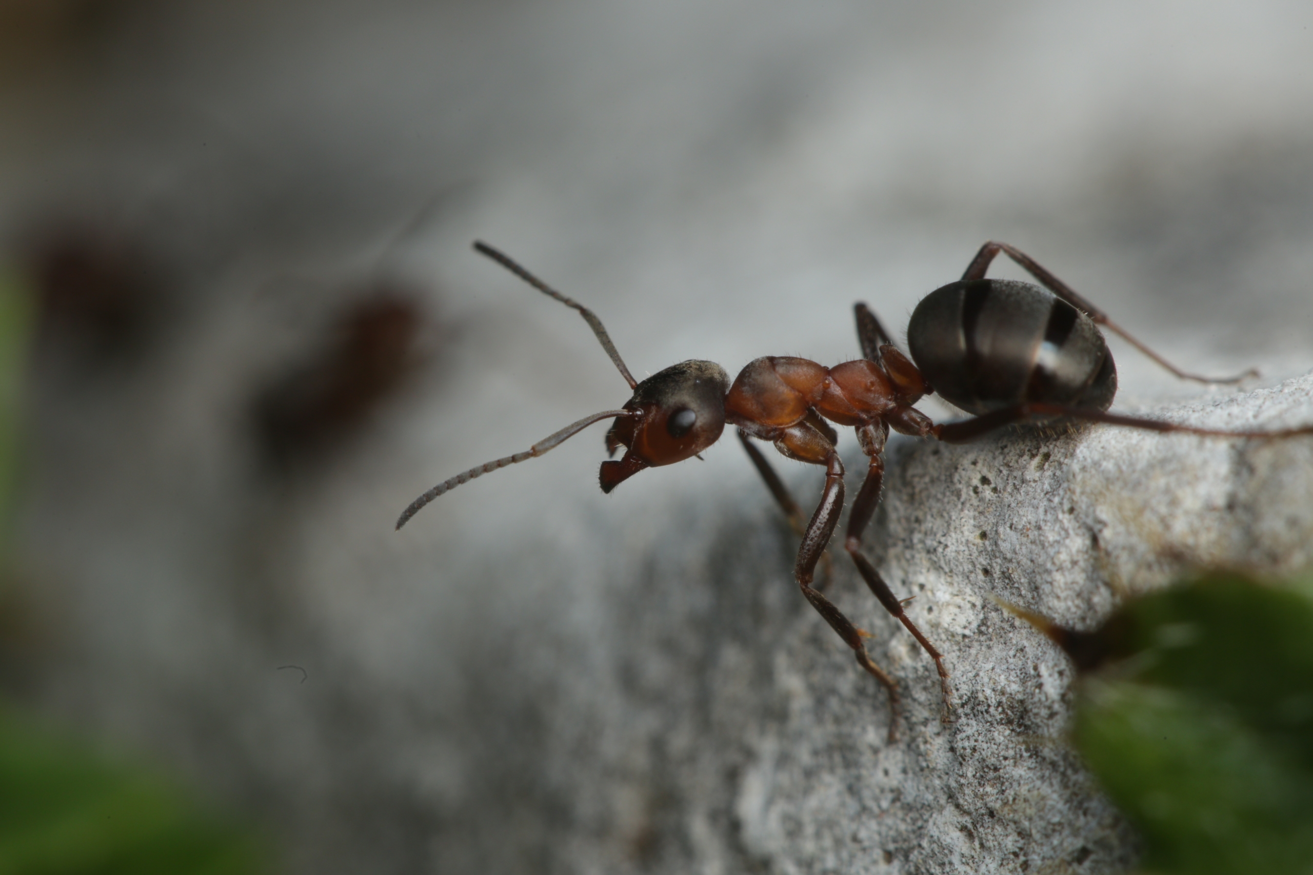 Close-up of a brown and black ant climbing on a rock. The ant's antennae are extended, and its legs are gripping the rough surface. In the blurred background, hints of green foliage add a touch of nature to the scene.