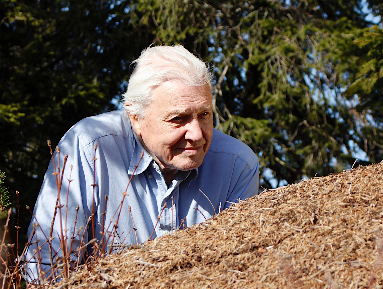 An older man with white hair wearing a blue shirt leans forward, observing an ant navigating through a pile of soil or mulch. Green trees stand in the background, emphasizing the outdoor setting.