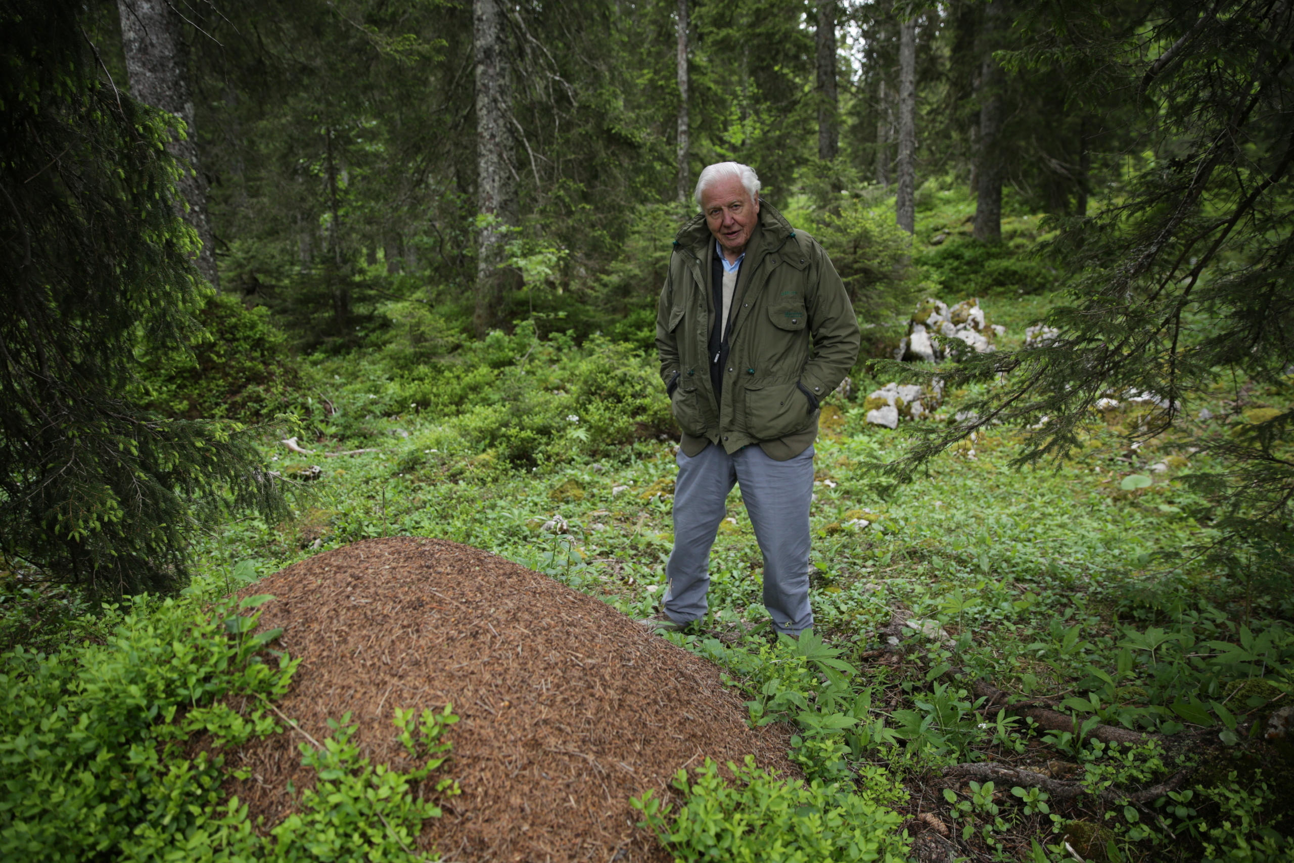 An elderly man in a green jacket stands beside a large anthill, watching as industrious ants carry on their tasks, surrounded by the lush forest. The area is dense with trees and vegetation, creating a serene and natural outdoor setting.