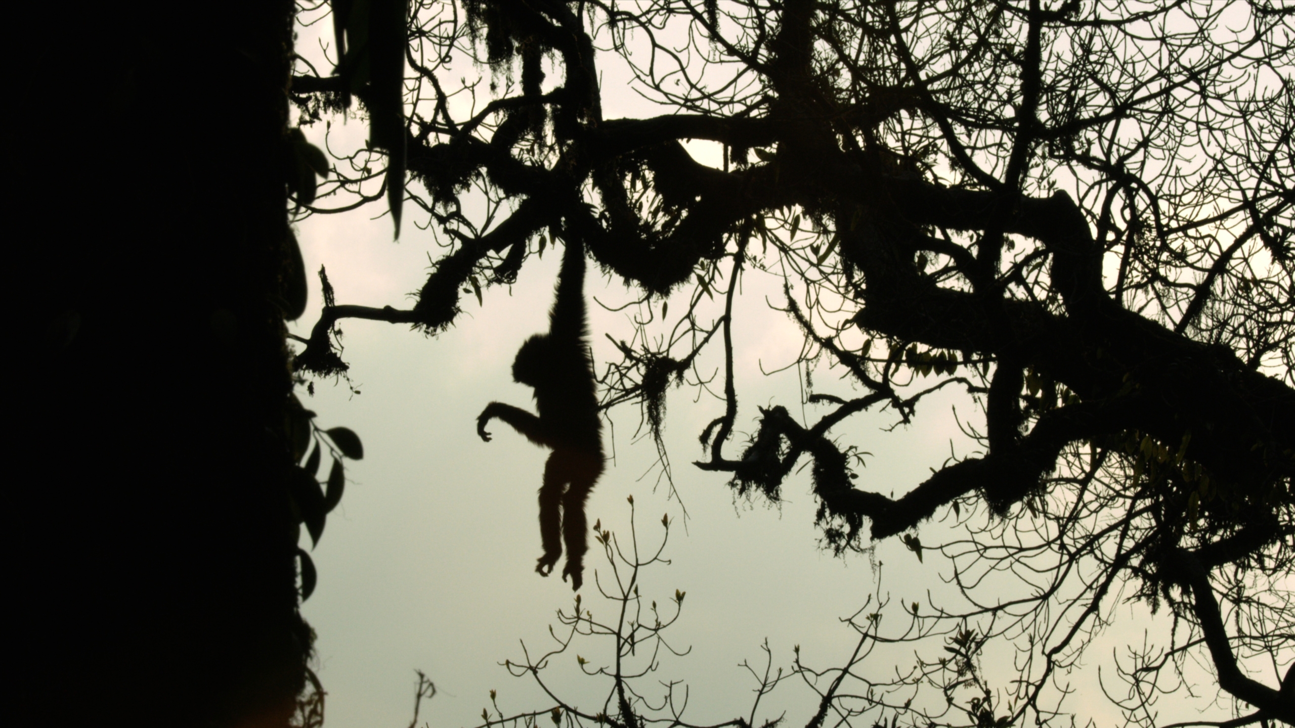 A silhouette of a monkey hanging from a tree branch against a cloudy sky, resembling an 