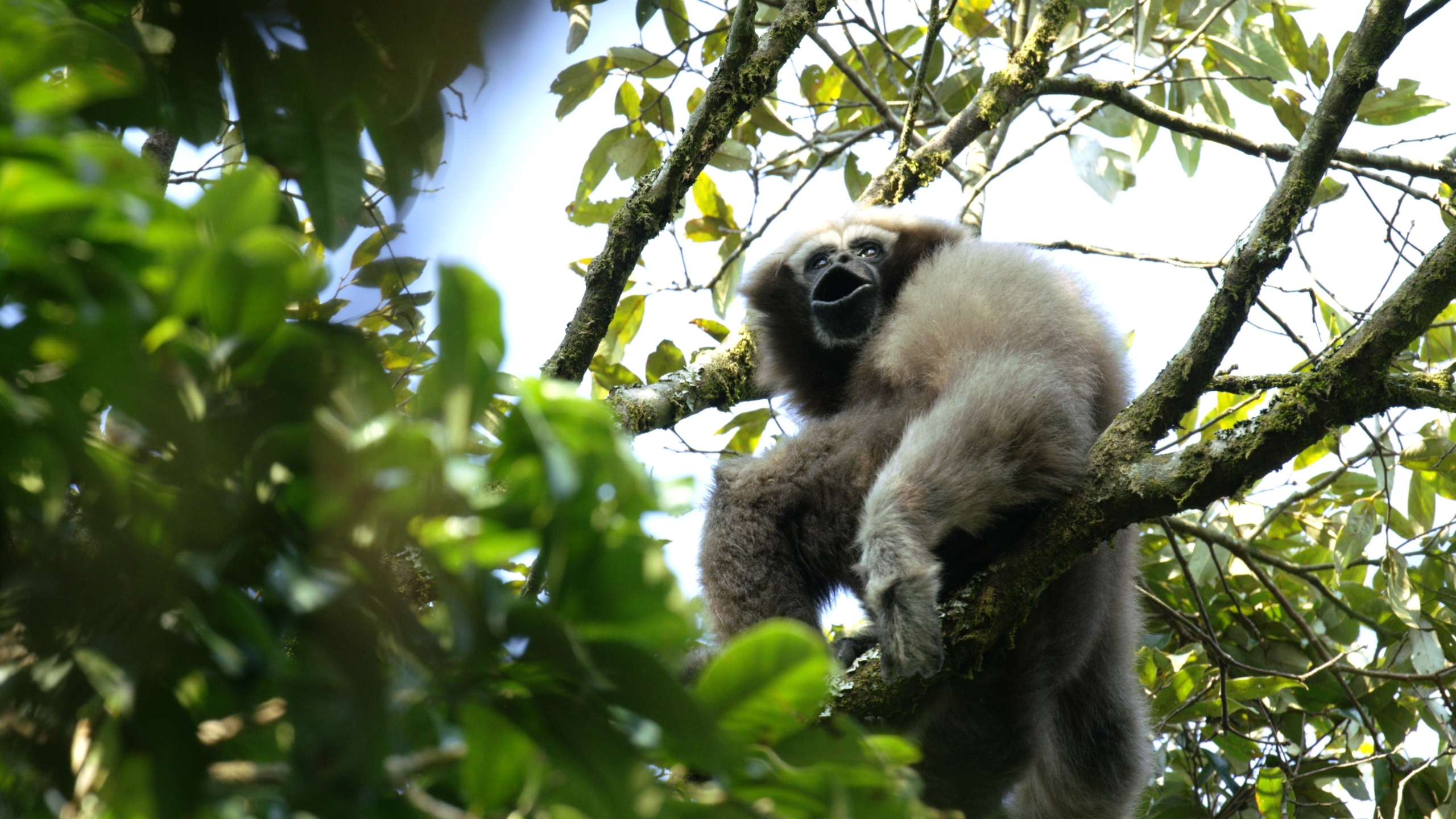 A gibbon with light-colored fur sits high in a tree among green leaves, capturing an 