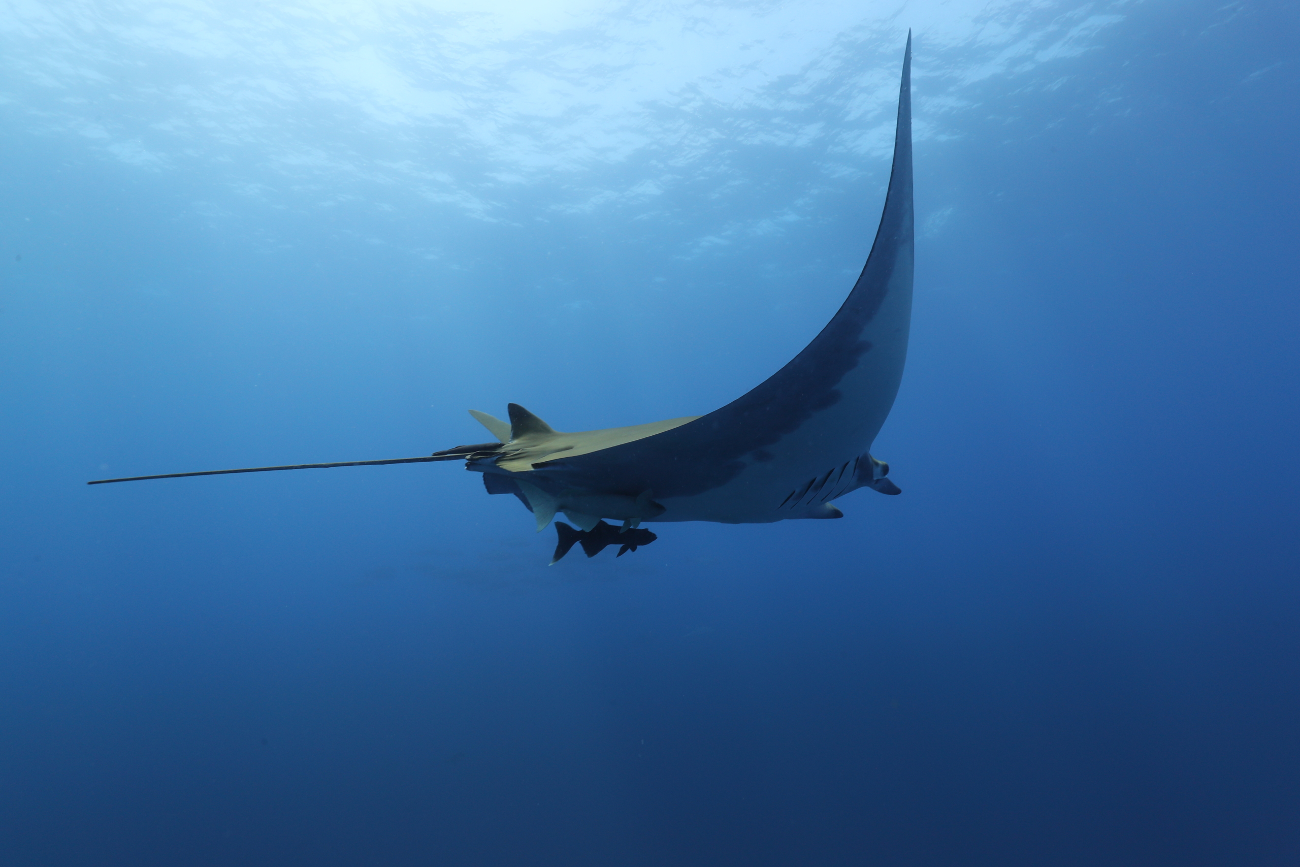 A majestic manta ray glides gracefully through crystal-clear ocean waters, its large, flat body and long tail painting an elegant silhouette against the backdrop of deep blue.