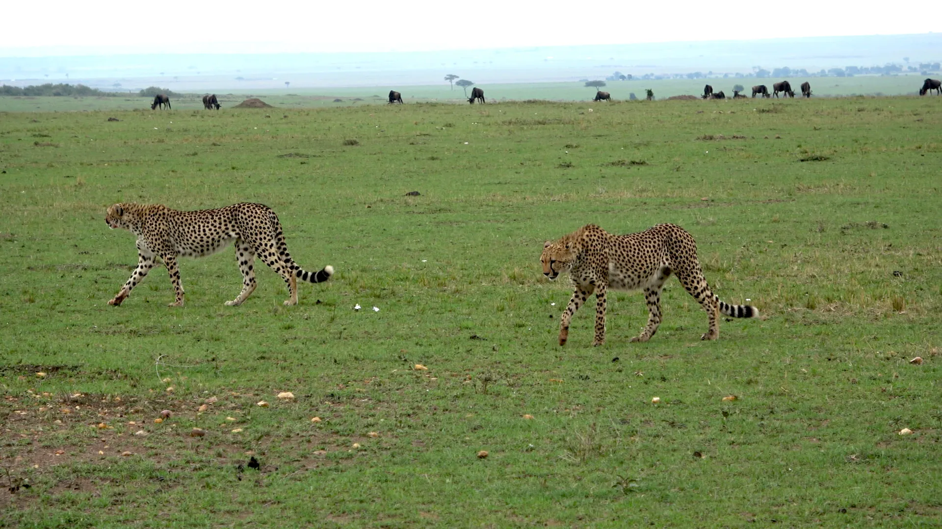 Two big cats, cheetahs, stride gracefully across a vast grassy plain, with a herd of wildebeests grazing in the background under a cloudy sky.