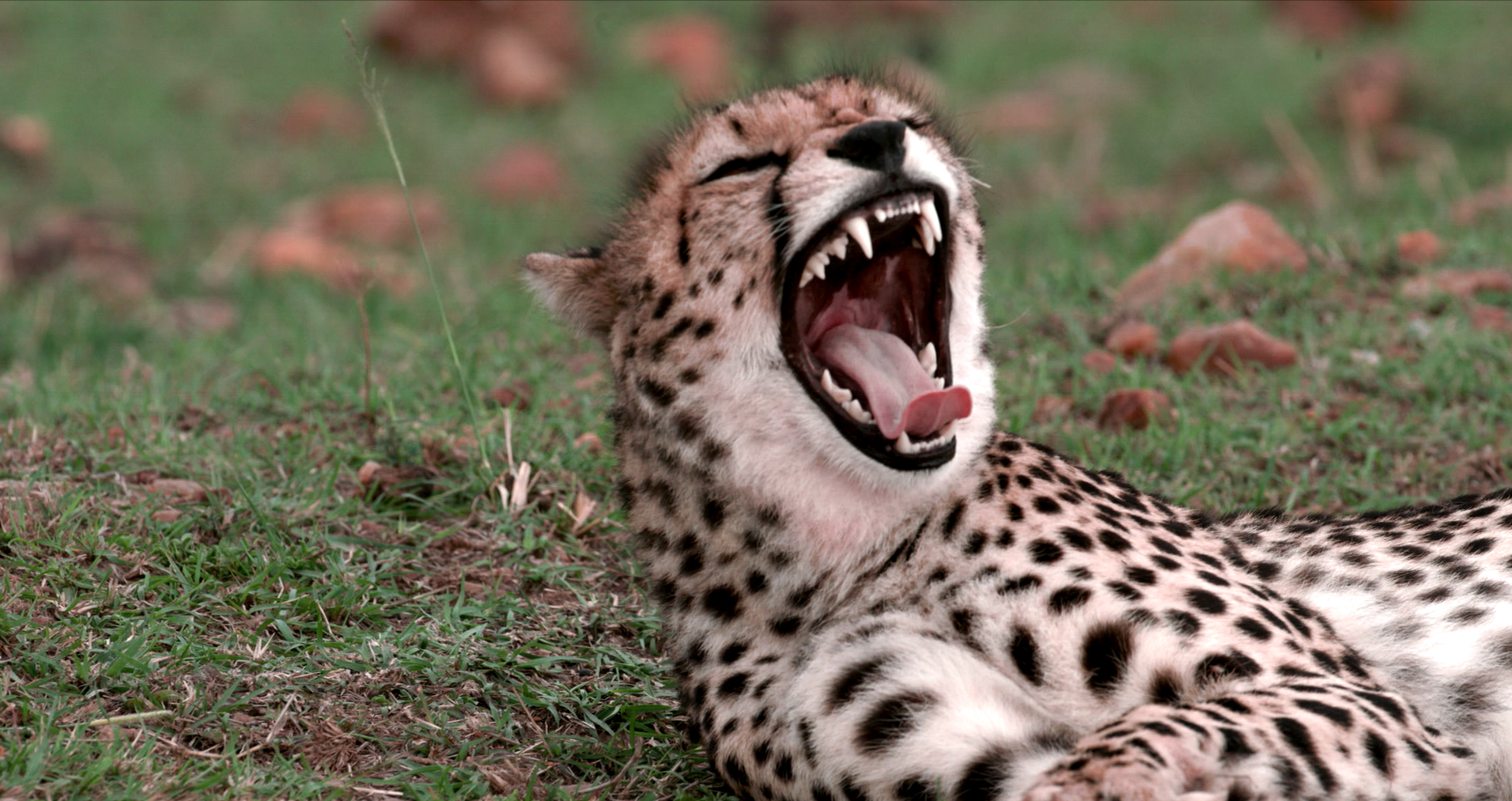 A cheetah, one of the majestic big cats, lies on the grass with its mouth wide open, showcasing sharp teeth. The background is a blend of green grass and blurred brown rocks.