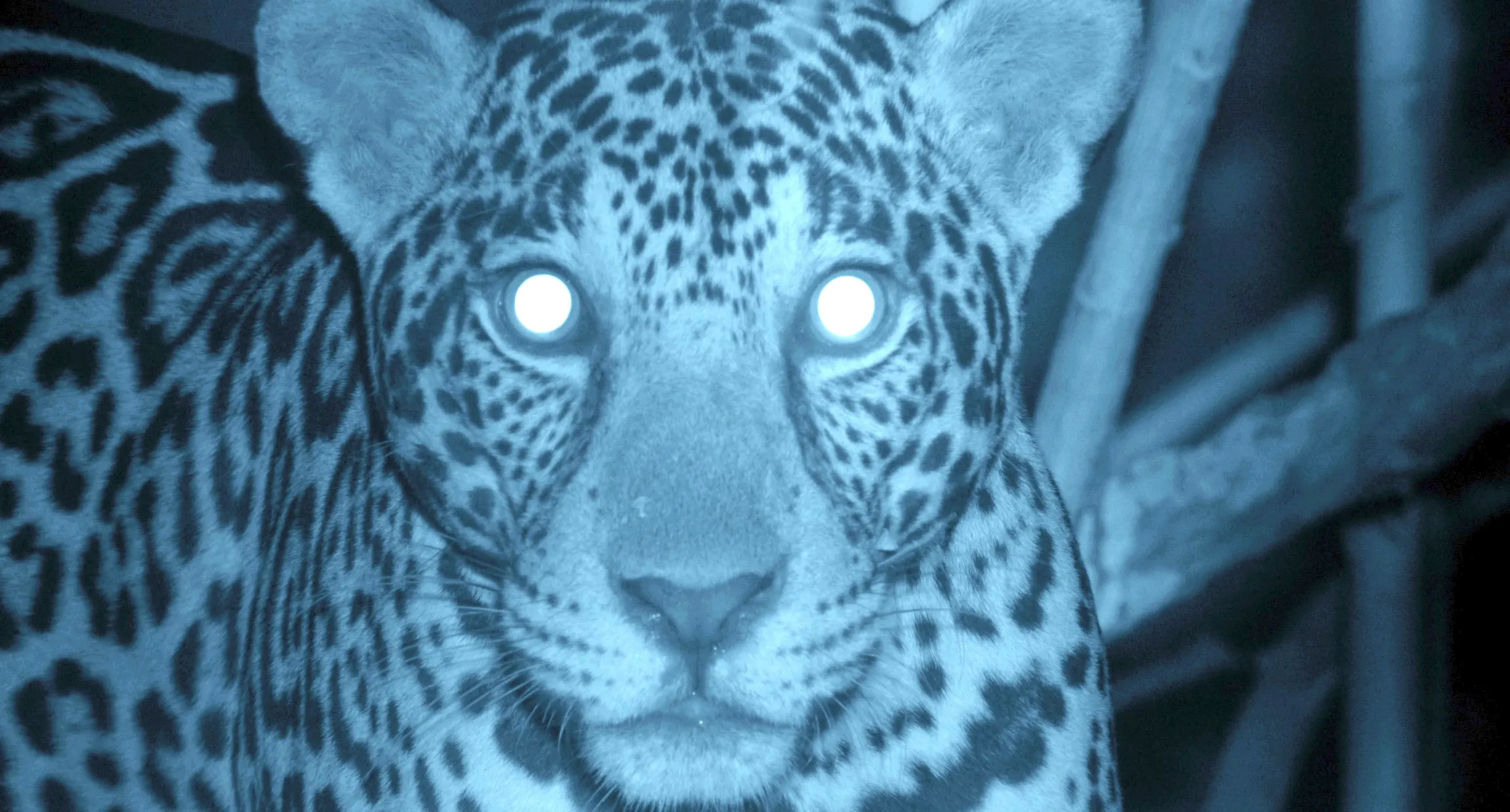 A big cat with glowing eyes is captured in a night-vision photograph. Its distinct spotted coat is clearly visible as it gazes intently at the camera, blending seamlessly into the dark, wooded background.