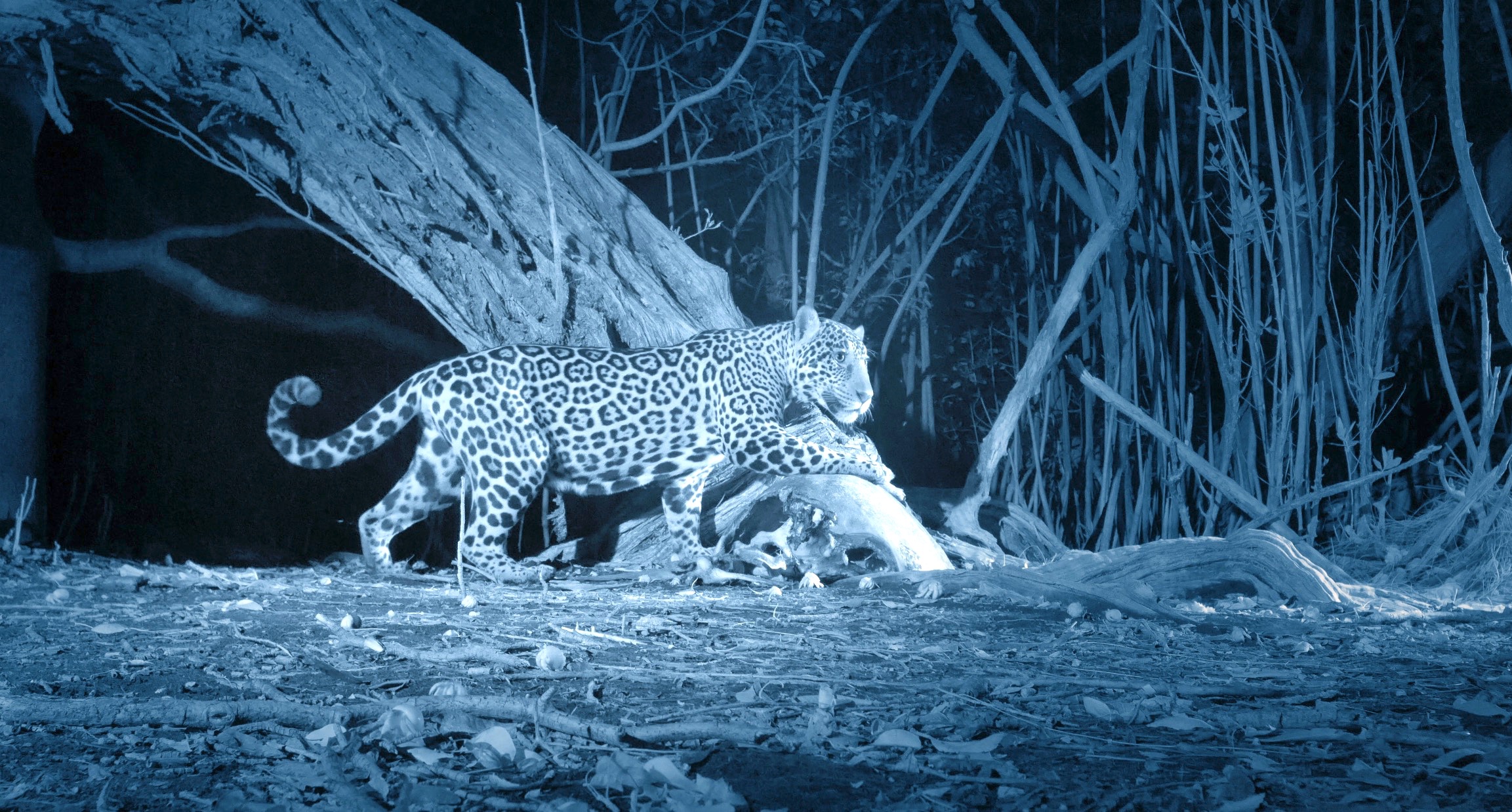 A jaguar, one of the majestic big cats, with a spotted coat walks stealthily at night through a forest, illuminated by a nocturnal camera. The surrounding area is dense with trees and undergrowth, and the scene has a bluish tint.