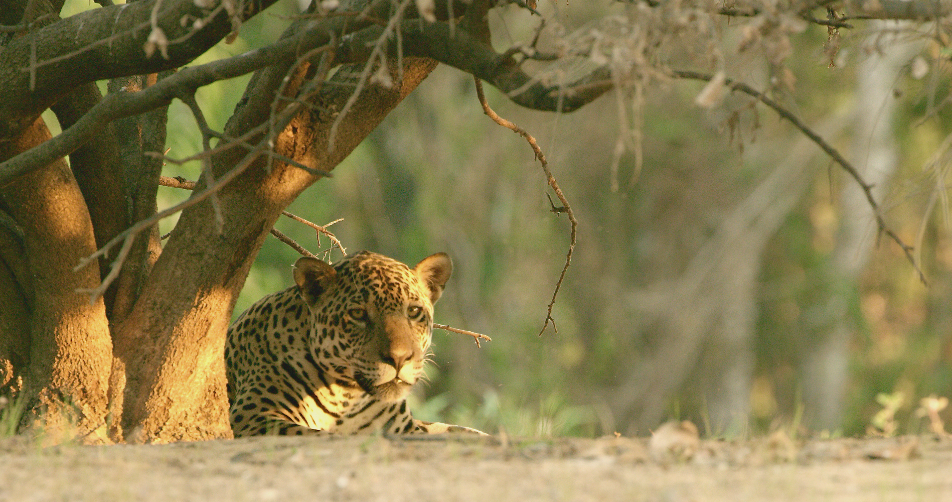 A leopard, one of the magnificent big cats, rests under a tree in a sunlit forest, surrounded by dappled shadows and green foliage. Its eyes are alert, and its spotted coat blends seamlessly with the earthy tones of the environment.