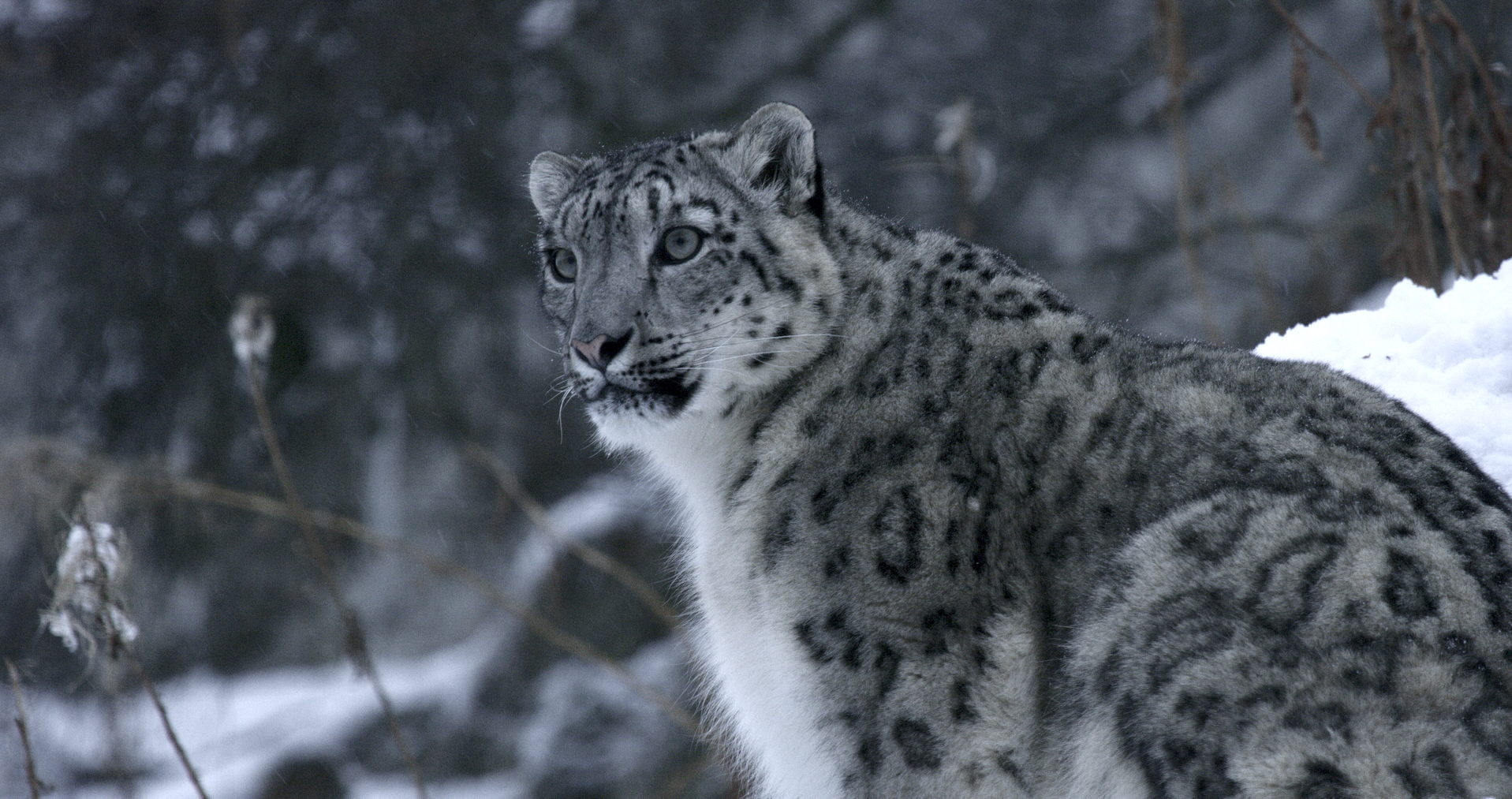 A snow leopard, one of the majestic big cats, stands in a snowy landscape, its thick fur marked with dark rosettes and spots. The background is blurred, with snow-covered branches and a cold, wintery atmosphere.