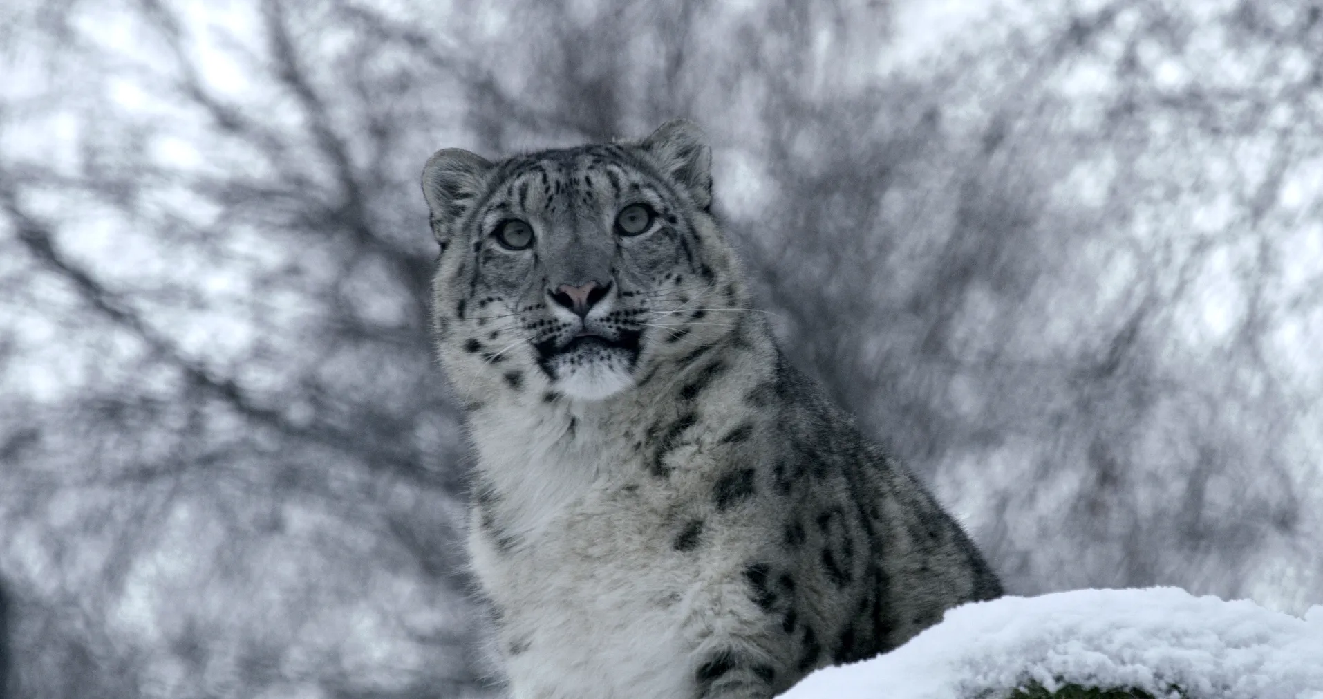 A majestic snow leopard, one of the elusive big cats, stands on a snowy surface amidst a blurred backdrop of wintry trees. Its thick fur, a striking blend of grey and white spots, complements its piercing gaze as it surveys its icy domain.