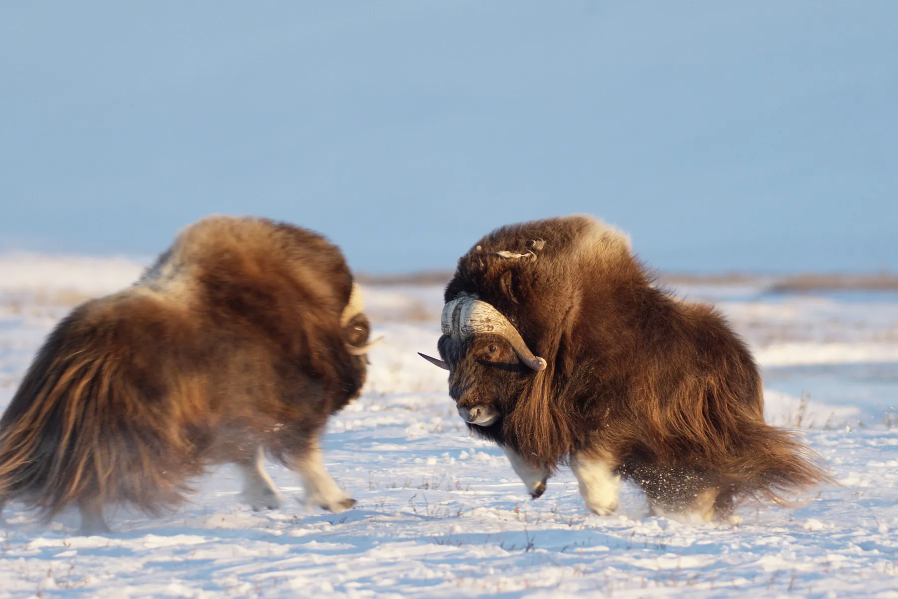 Two musk oxen with long, thick brown coats engage in a head-butting battle on the snowy arctic tundra. The sky is clear and blue, emphasizing the icy wilderness setting.