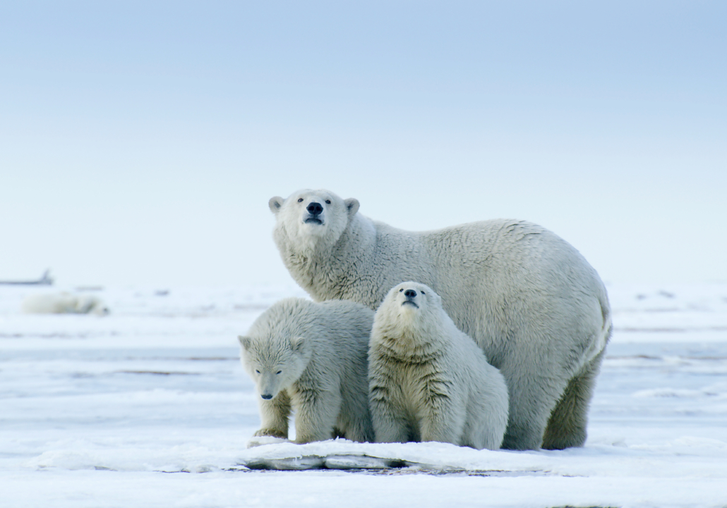 A polar bear with two cubs stands on the snow-covered Arctic landscape, looking upward. The expansive icy background and overcast sky emphasize the chilly environment.