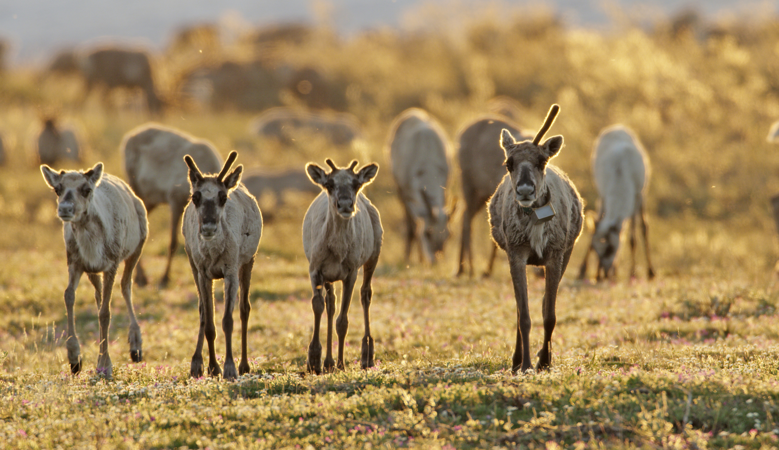 A herd of reindeer wanders across an arctic grassy field during sunset. Four reindeer are prominently visible in the foreground, with more grazing in the background. The warm golden light creates a peaceful atmosphere.