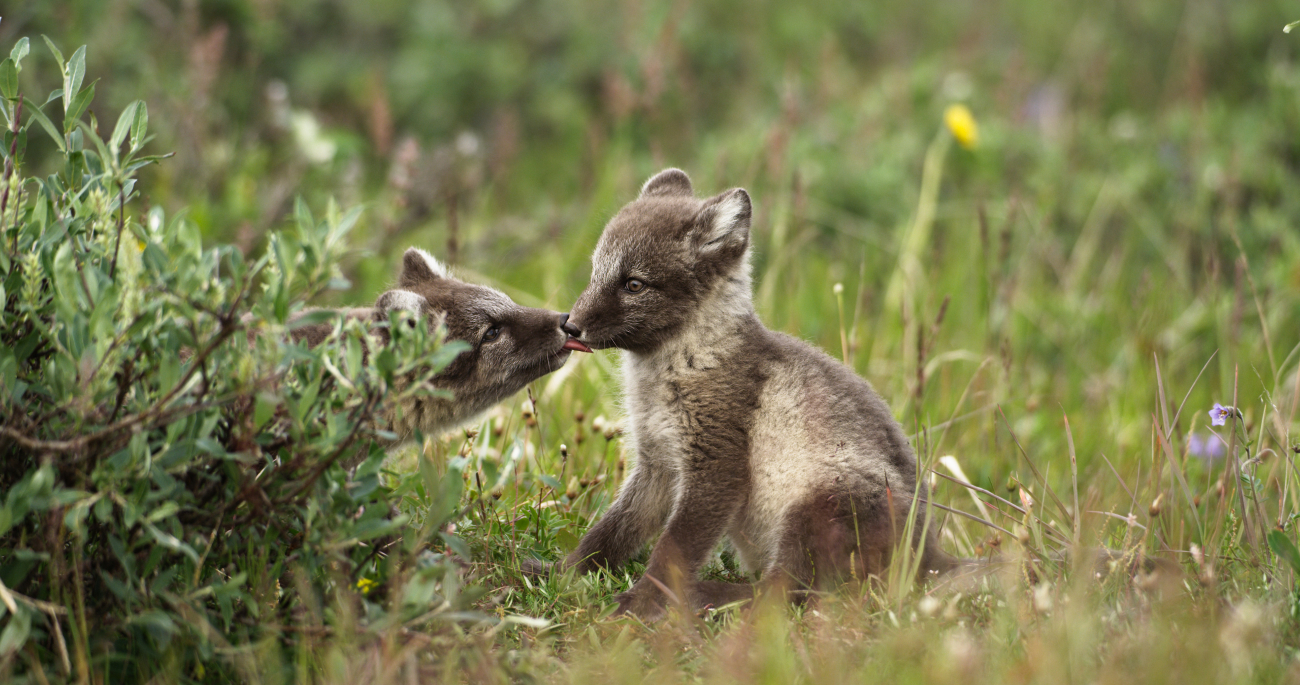 Two young arctic foxes playfully nuzzle each other in a grassy field. The fox on the left has its nose touching the other, who is sitting attentively, surrounded by green plants and small wildflowers.