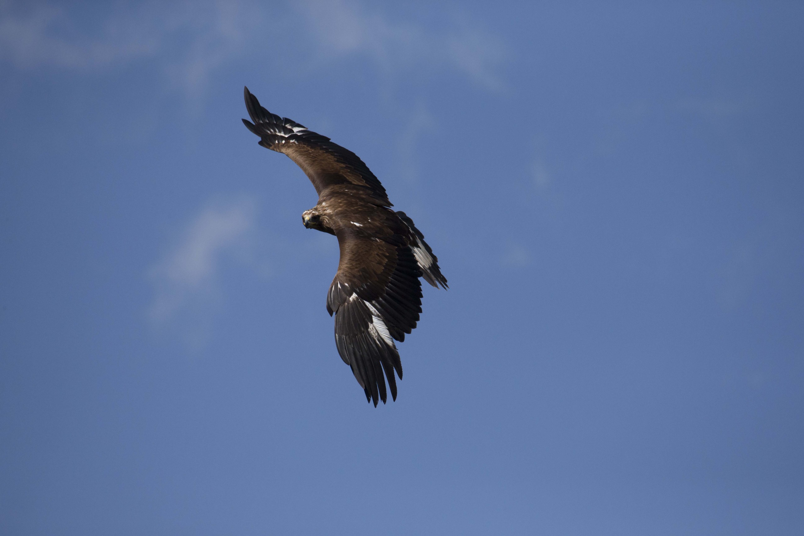 A large eagle, reminiscent of the Brothers of the Wind's majestic symbolism, soars against a clear blue sky, wings spread wide. The feather tips and tail show hints of white, contrasting gracefully with its darker brown body.