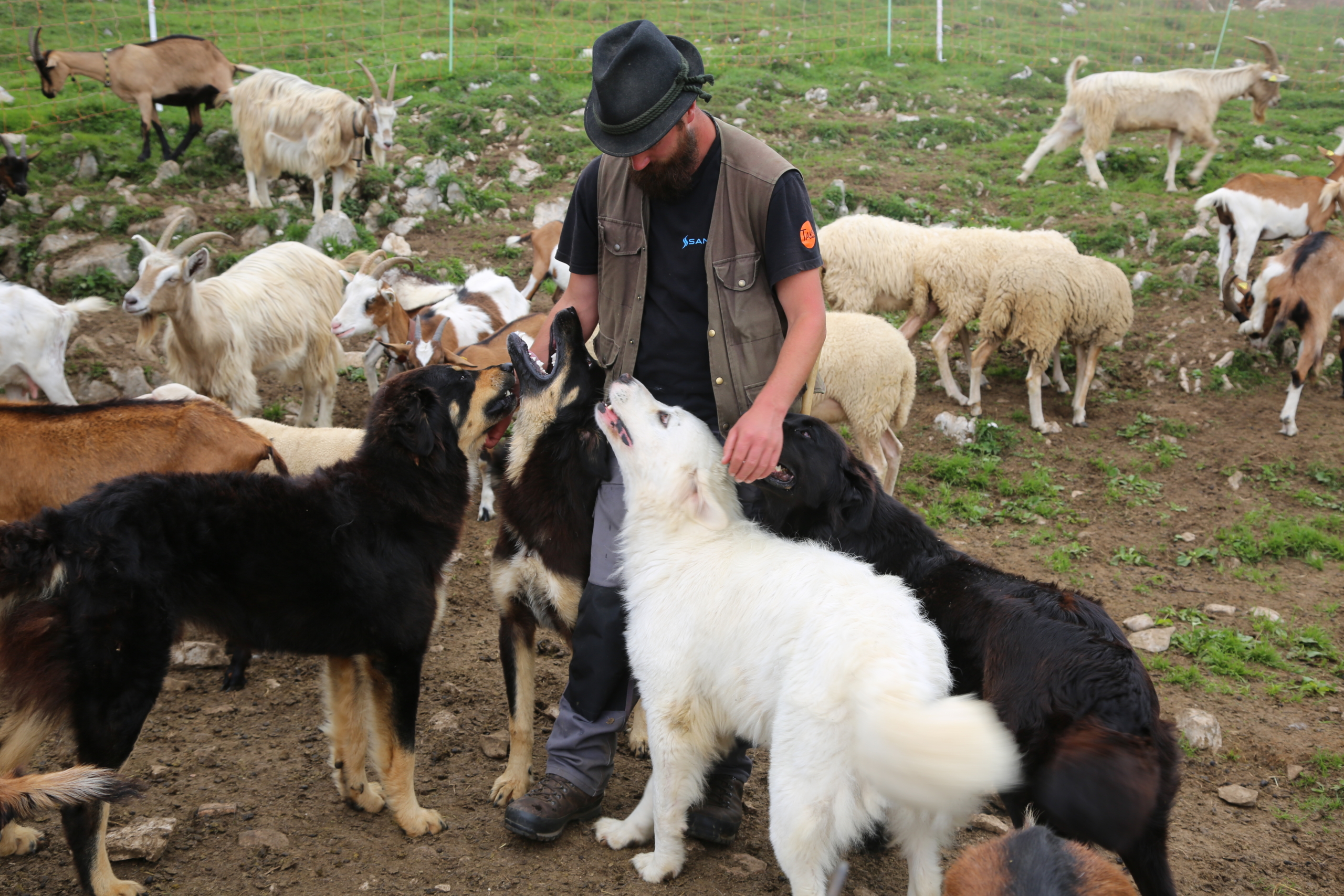 A person wearing a hat and vest stands among several large, fluffy dogs on a grassy hillside with mountains in the background. The attentive dogs are gathered around, creating a serene scene of 4 Paws against the natural backdrop of sheep and goats.