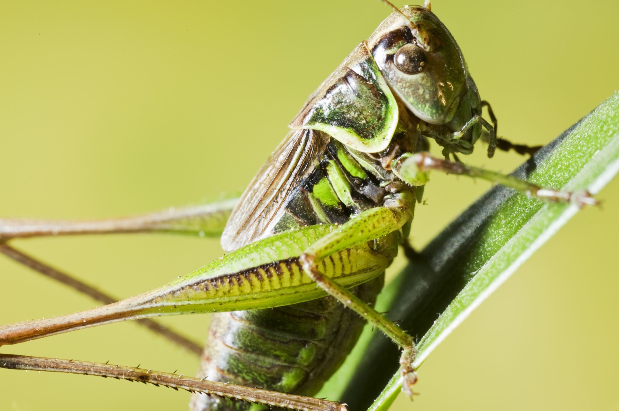 Close-up of a green grasshopper perched on a blade of grass, surrounded by the blurred backdrop of lush greenery. The image captures the intricate details of this resilient bug's body and legs.