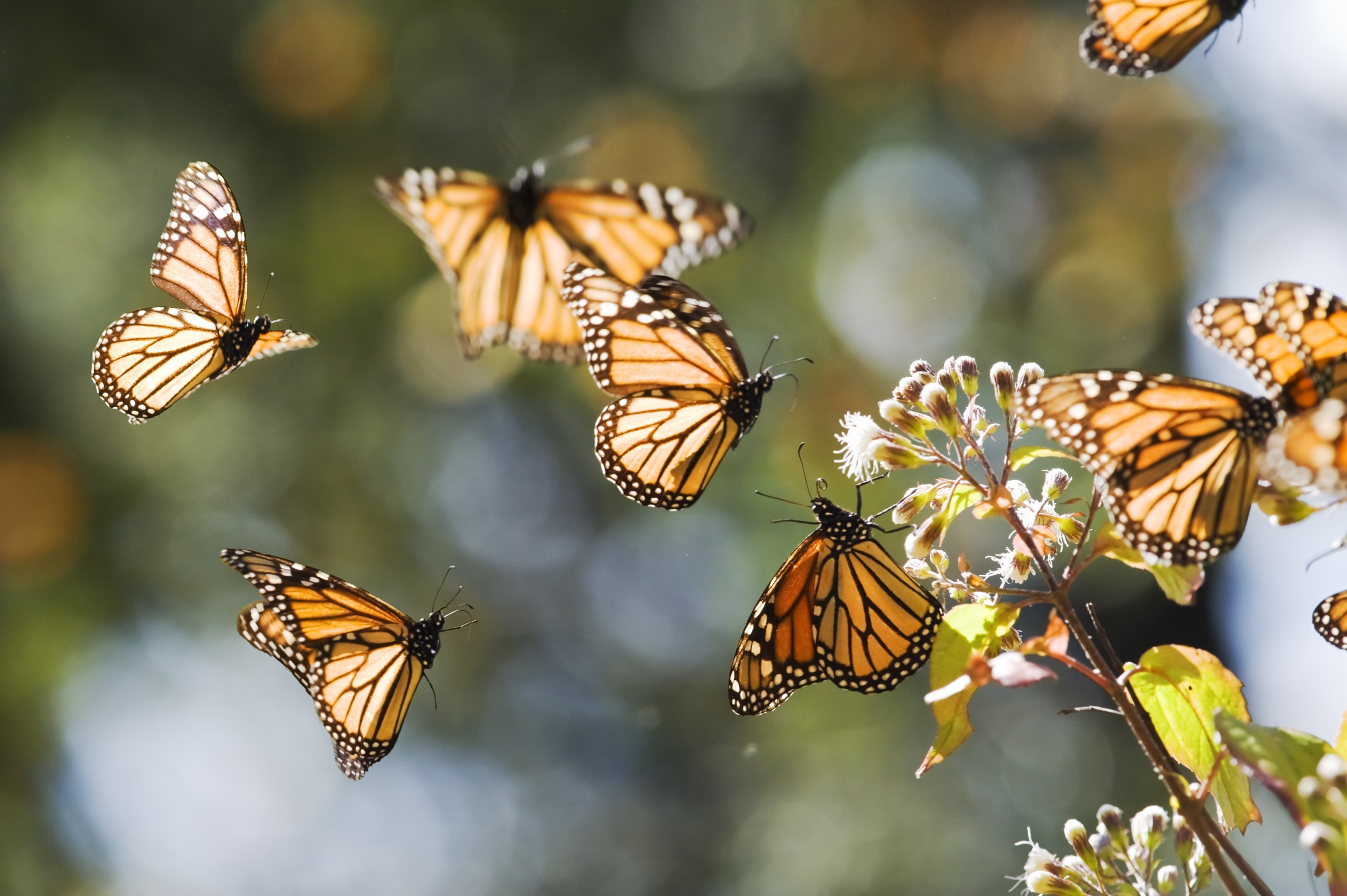 A group of monarch butterflies with orange and black patterns flutters around like vibrantly colored bugs in a sunlit garden, near blooming flowers and green foliage. The background is softly blurred, giving a sense of motion and vibrancy to the scene.