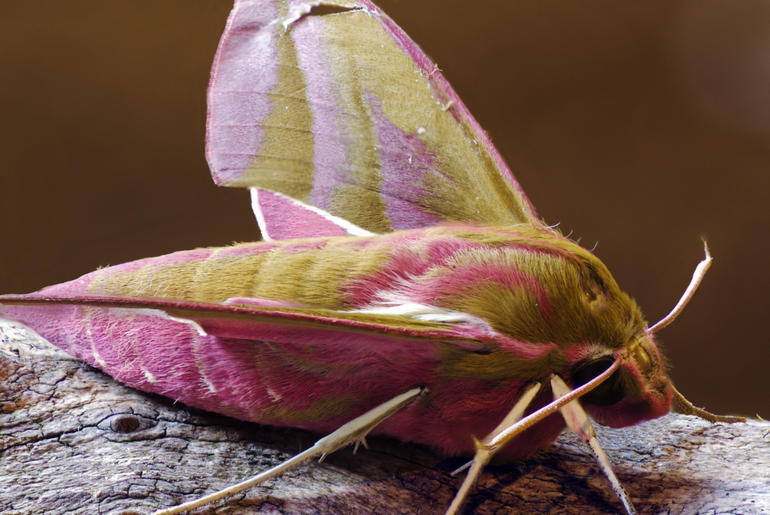 A close-up of a pink and olive-green moth, one of nature's captivating bugs, resting on a textured piece of wood. The moth's wings display a striking pattern, blending soft pinks with earthy greens, and its body is covered with small, delicate hairs.