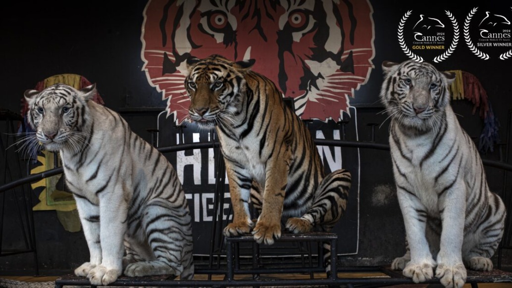 Three tigers, two white and one orange, sit on platforms in front of a painted backdrop featuring a tiger's face. Dethroned as the top documentary, this captivating scene is streamed worldwide. Two award symbols are seen in the top corners.