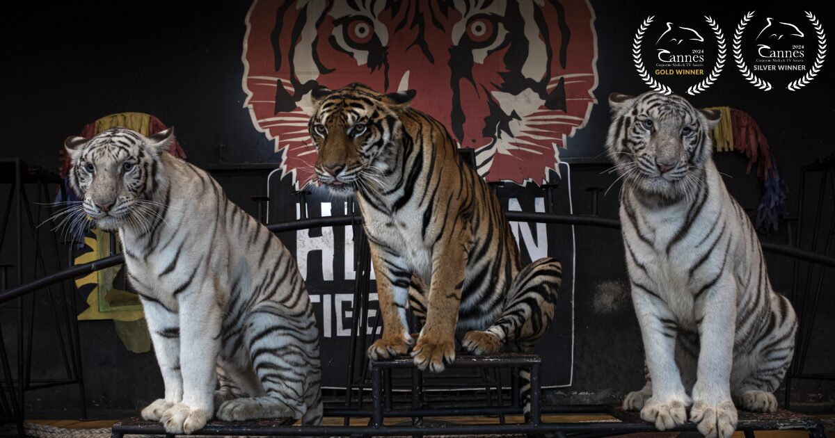 Three tigers, two white and one orange, sit on platforms in front of a painted backdrop featuring a tiger's face. Dethroned as the top documentary, this captivating scene is streamed worldwide. Two award symbols are seen in the top corners.