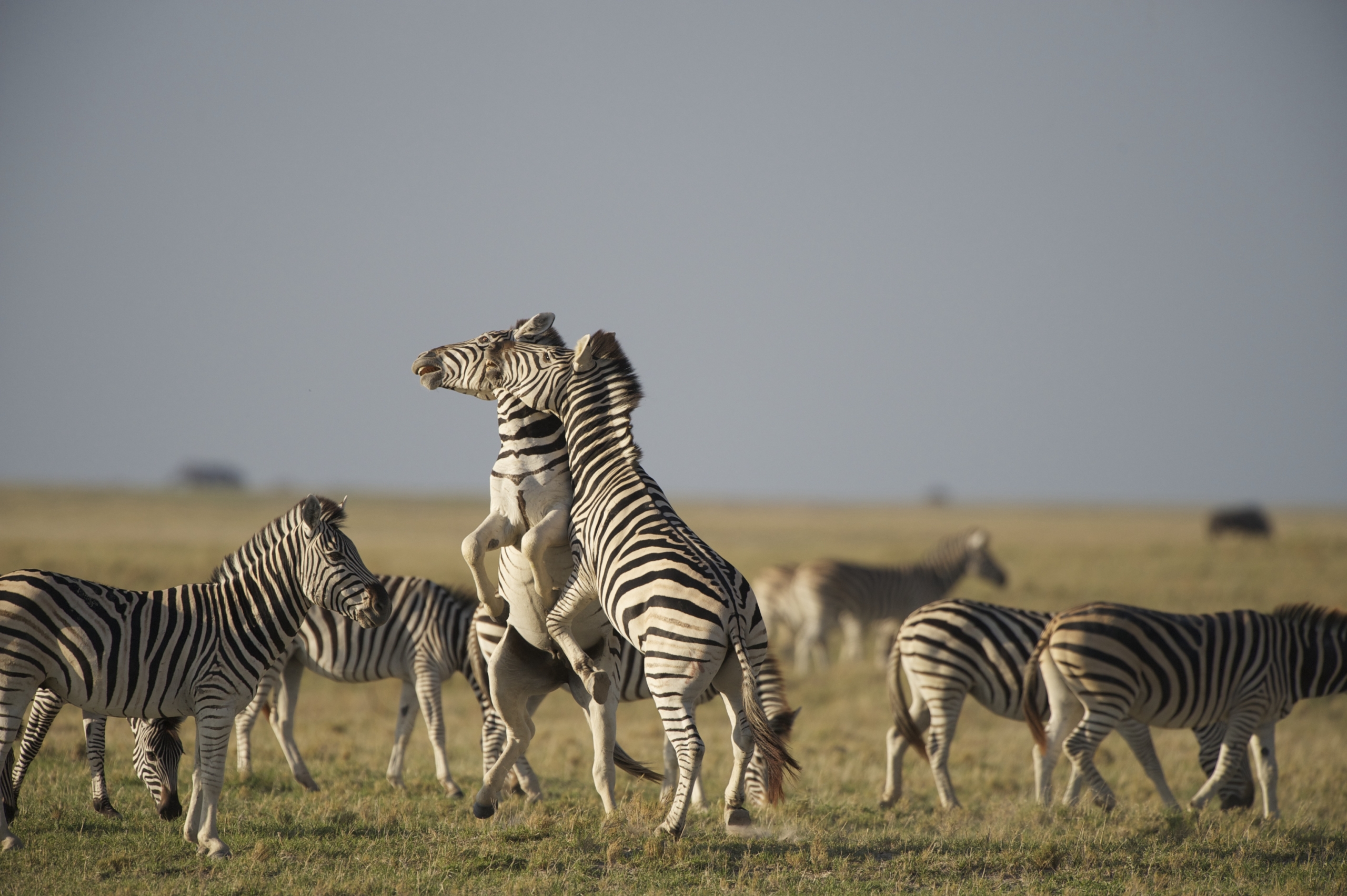 A group of zebras stands on grasslands under a clear blue sky. Two zebras appear to be playfully interacting, rearing up on their hind legs, while the others graze nearby.