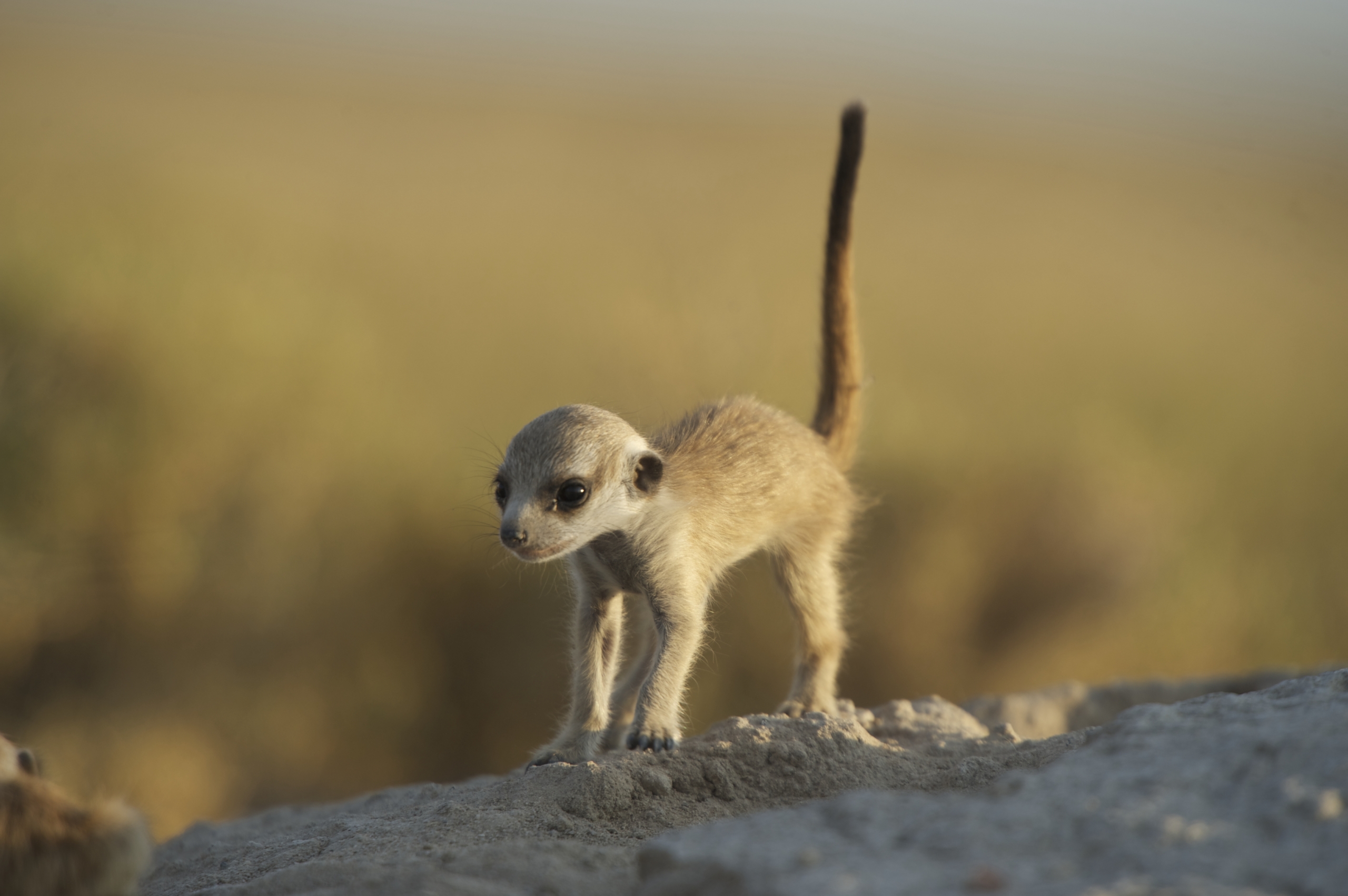 A small meerkat pup stands on a rock, looking alert with its tail raised, as zebras graze peacefully in the blurred background of dry grasslands.