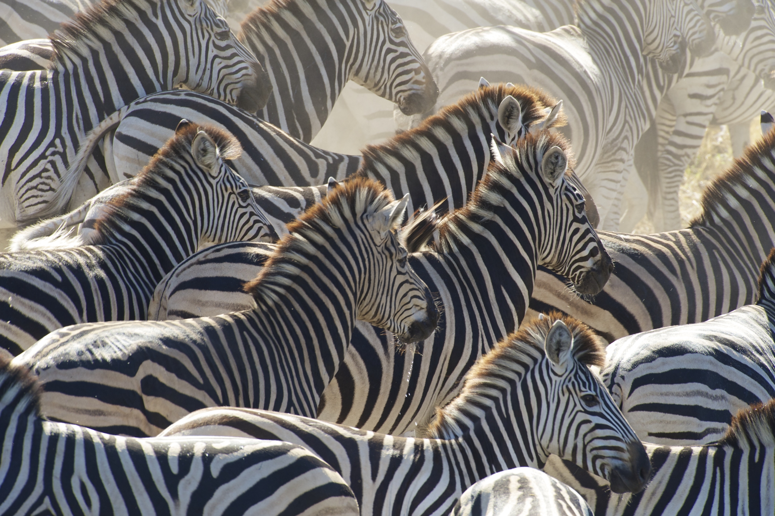 A herd of zebras with black and white stripes stands closely together in a dusty environment, creating an elegant pattern of lines and shapes. The bright scene captures the natural beauty and symmetry of these zebras in their habitat.