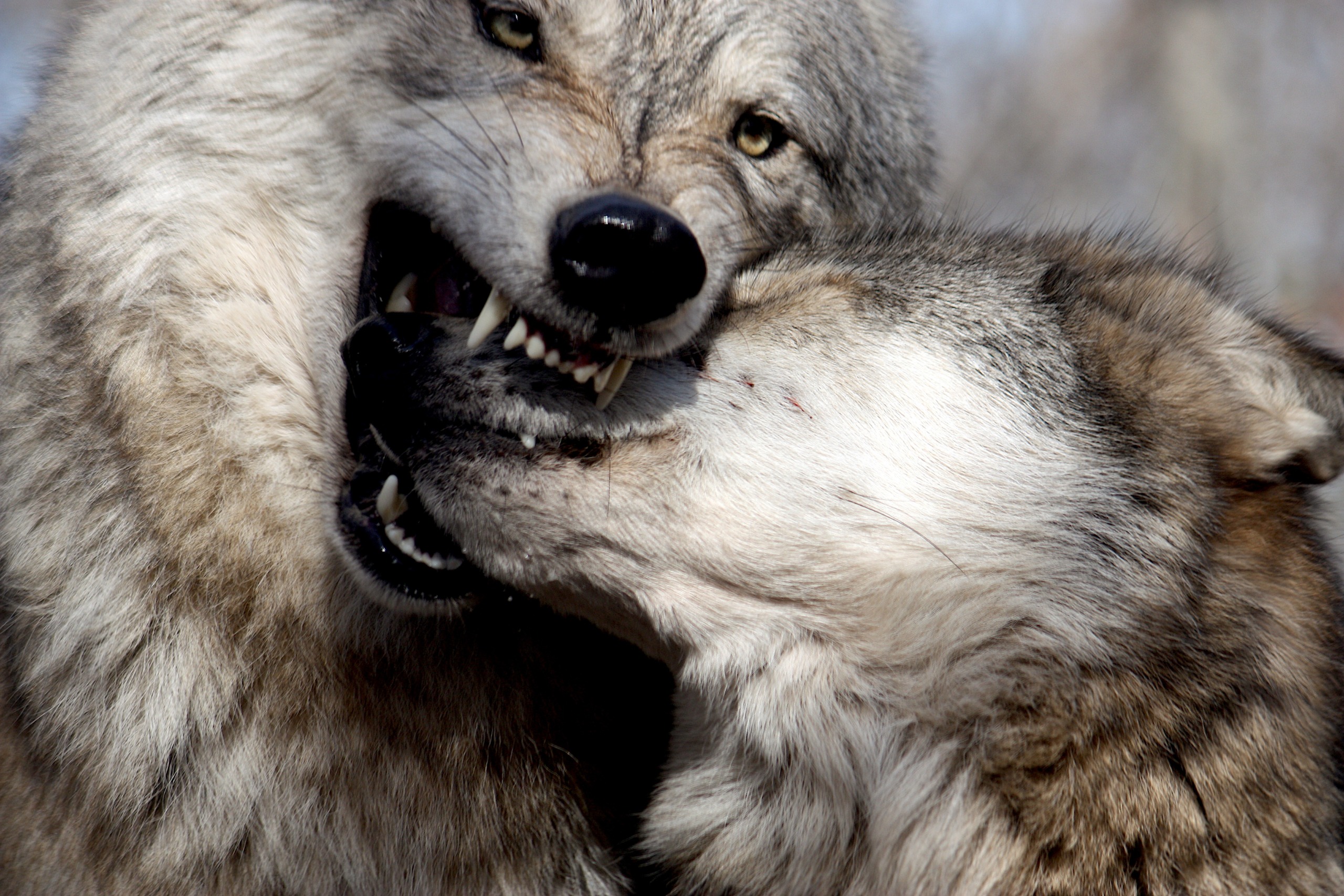 Two untamed wolves engage in a play fight, their thick fur reflecting shades of gray and brown under the Great Lakes light. One wolf bares its teeth with an open mouth, while the other eagerly leans in.