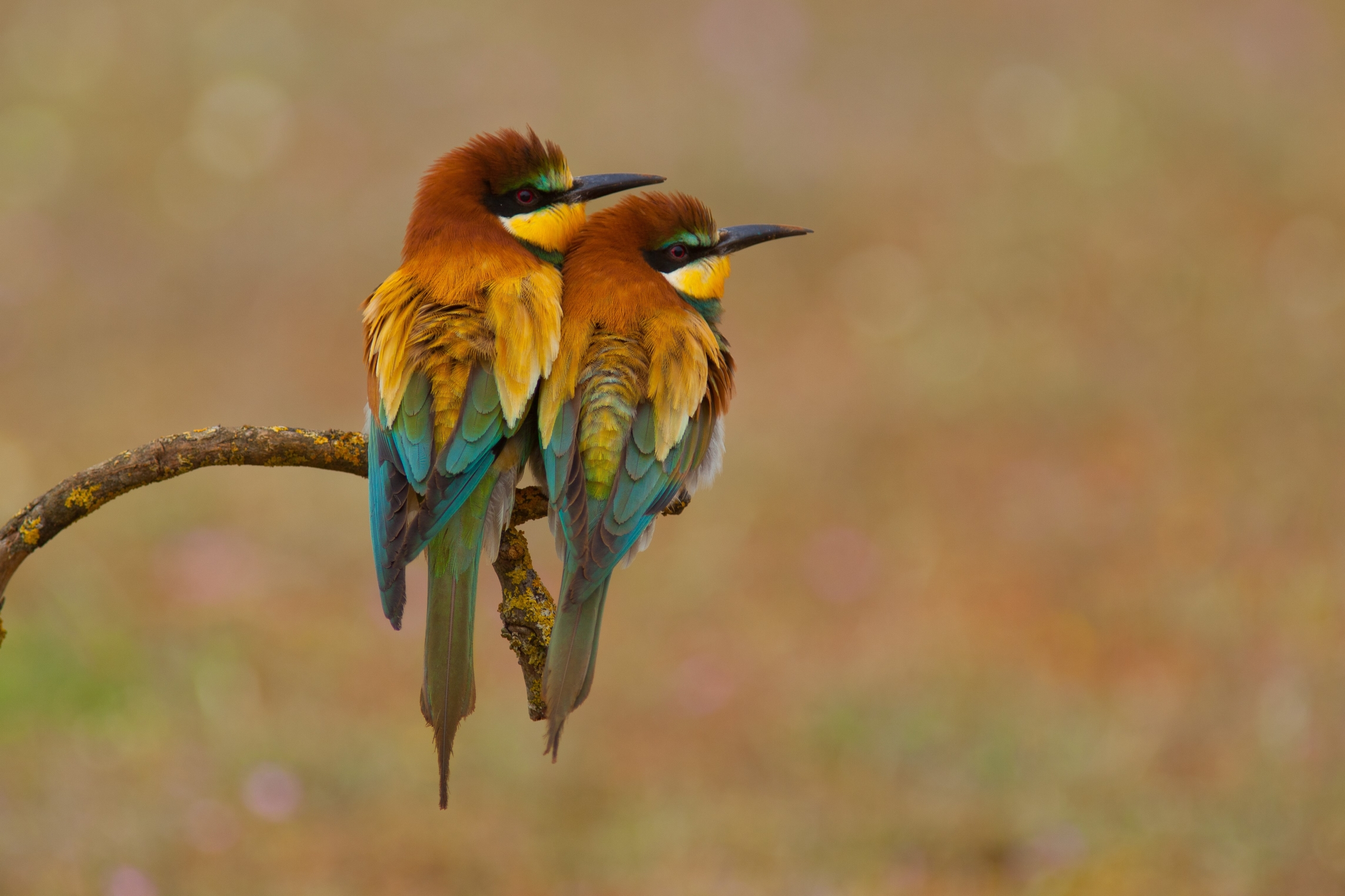 Two colorful birds with vibrant green, yellow, and orange plumage sit closely together on a branch overlooking the serene Guadalquivir River. Their heads are turned slightly towards each other against a blurred natural background.