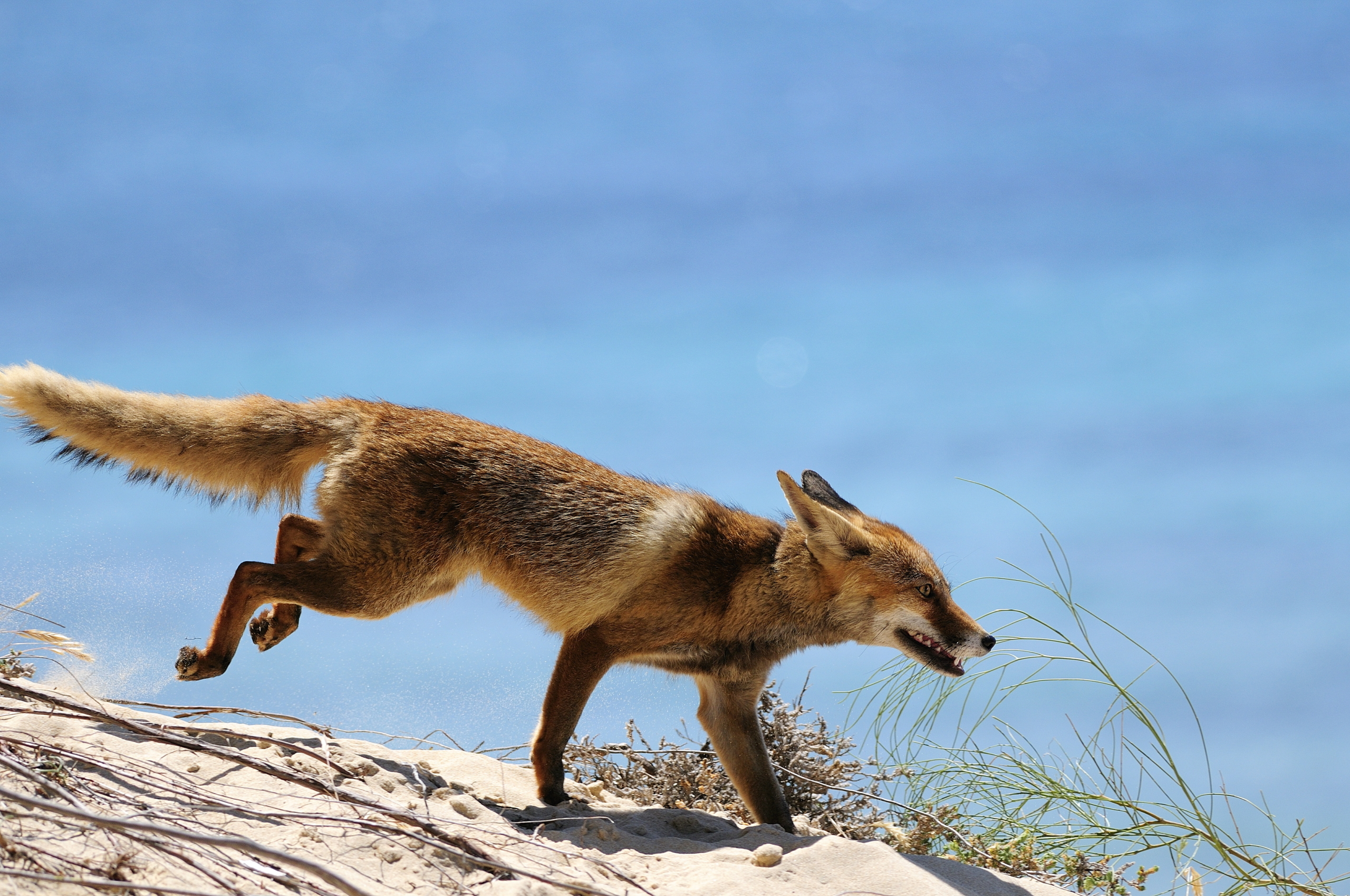 A fox runs energetically over a sandy beach near the Guadalquivir, its tail raised high. The calm blue sea with gentle waves contrasts against the bright sand, while sparse grass and small plants peek through in the foreground.