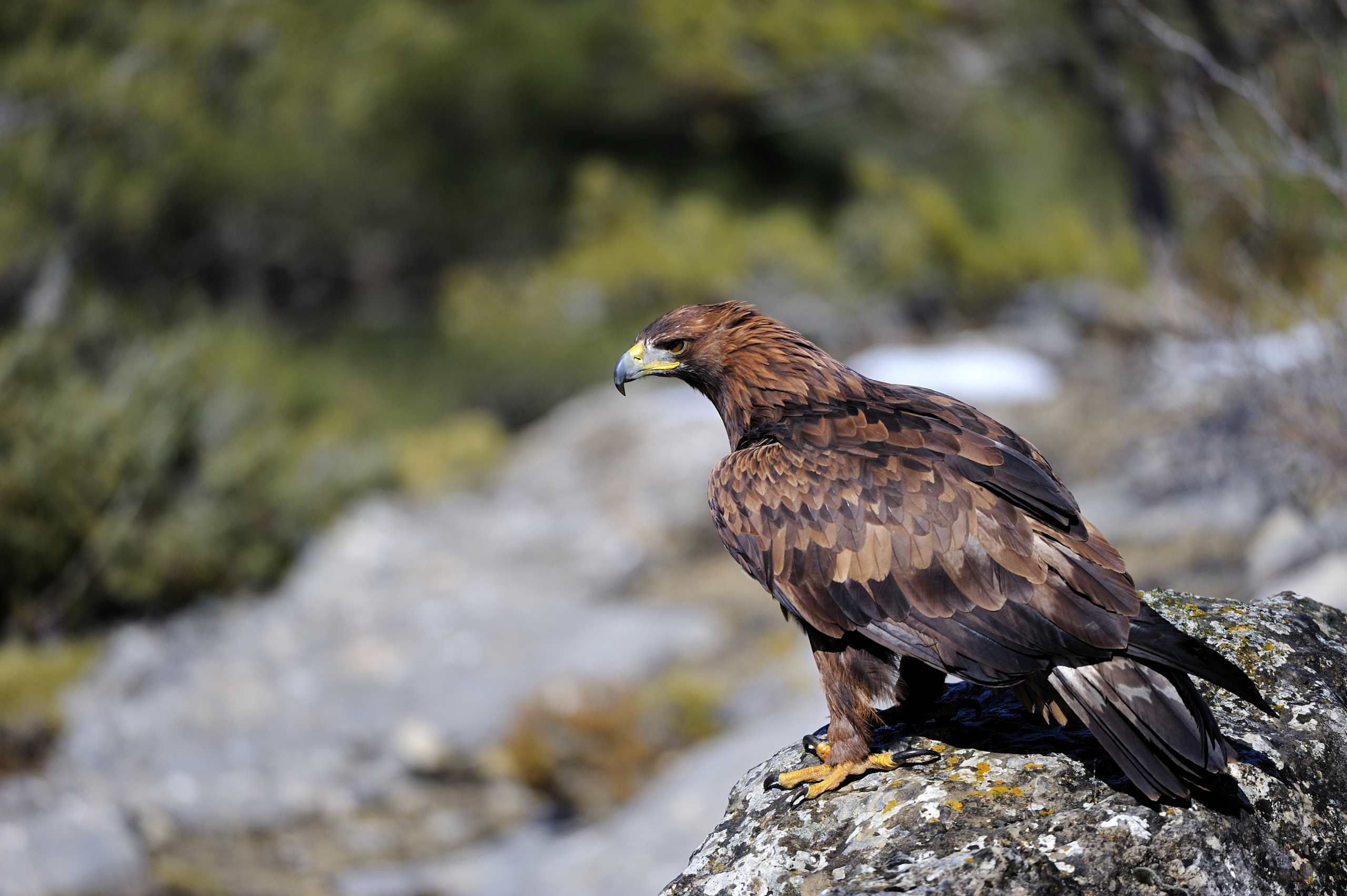 A golden eagle perched on a rocky surface near the Guadalquivir, gazes to the side. Its brown feathers and sharp beak stand out against a blurred green and gray natural backdrop, conveying a sense of alertness and grace.