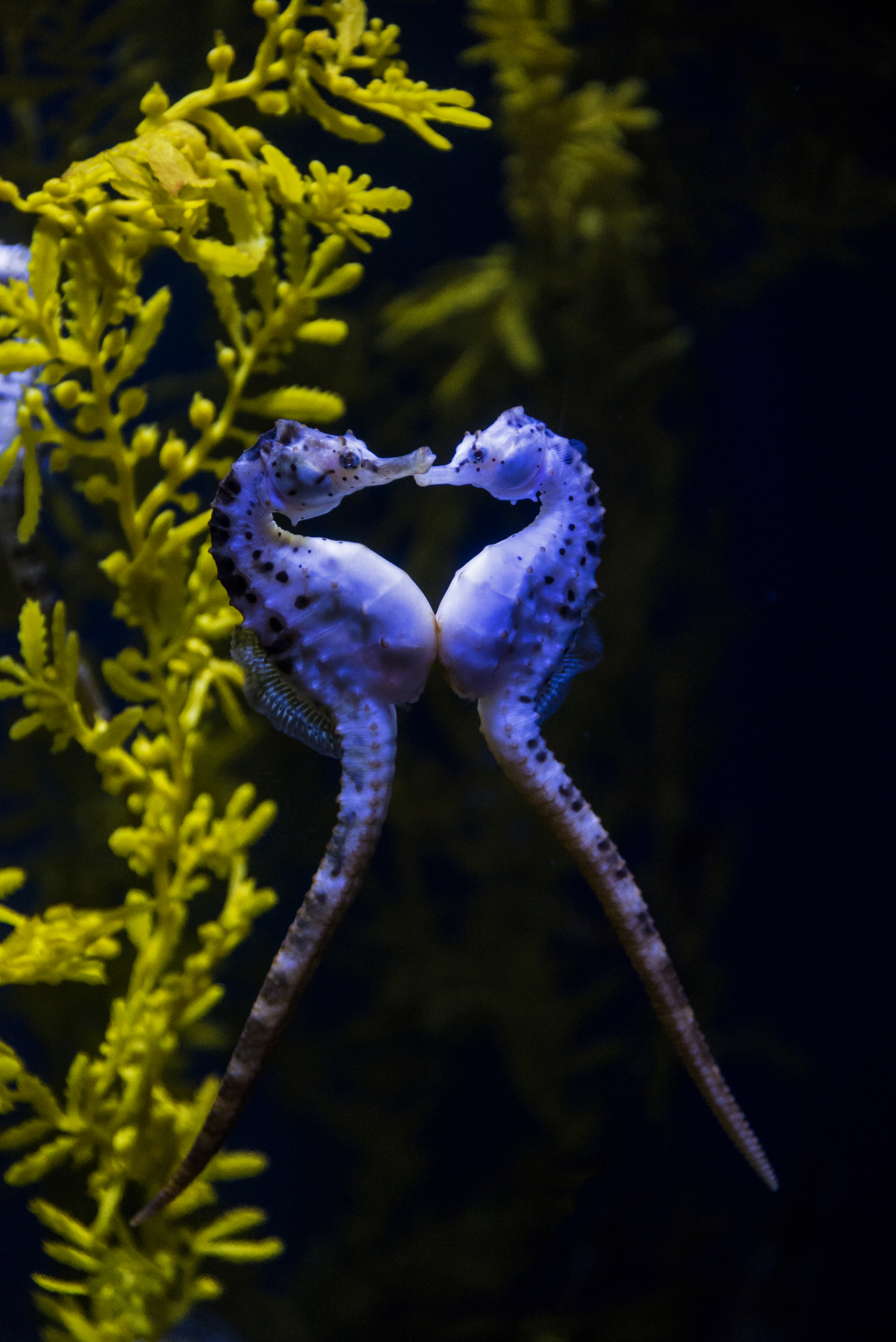 Two seahorses face each other in a dimly lit underwater setting, surrounded by vibrant yellow seaweed. Their bodies form a heart shape as they gently touch snouts, embodying a tender display of love.