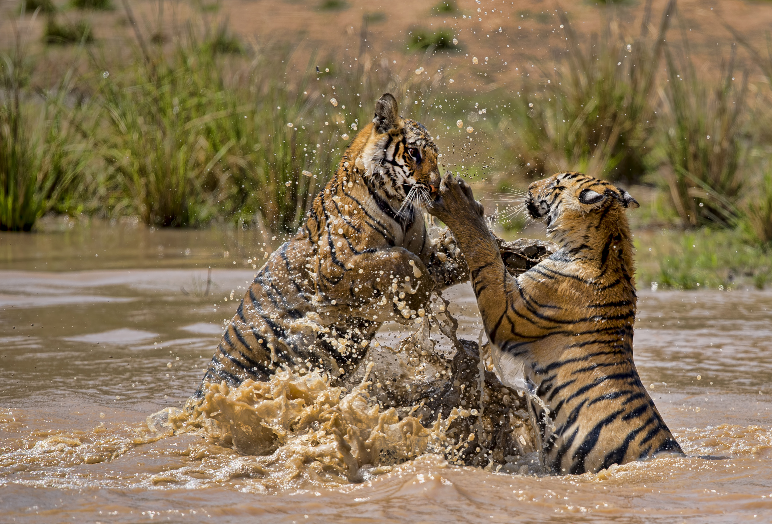 Two tigers are playfully wrestling in a muddy waterhole. They are standing on their hind legs, splashing water around them. Lush green reeds are visible in the background.