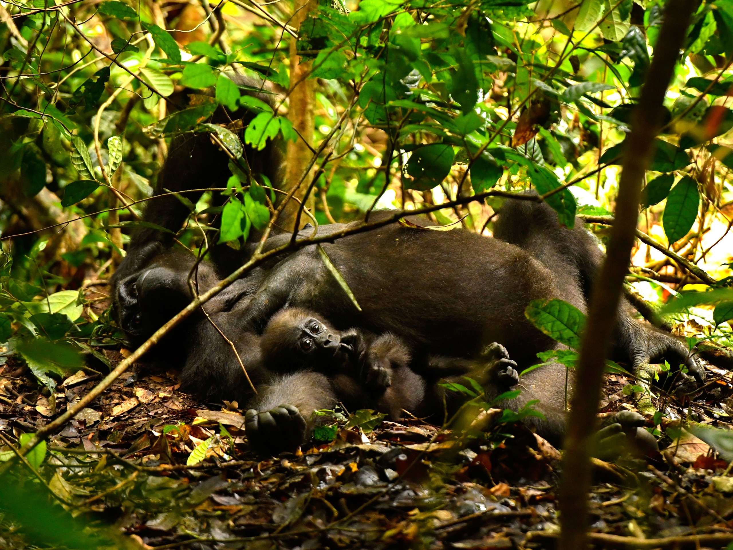 A gorilla lies on its back in a jungle, cradling a baby gorilla amidst dense green foliage and large leaves. The baby gorilla gazes upward, nestled close to the adult on the lush forest floor.