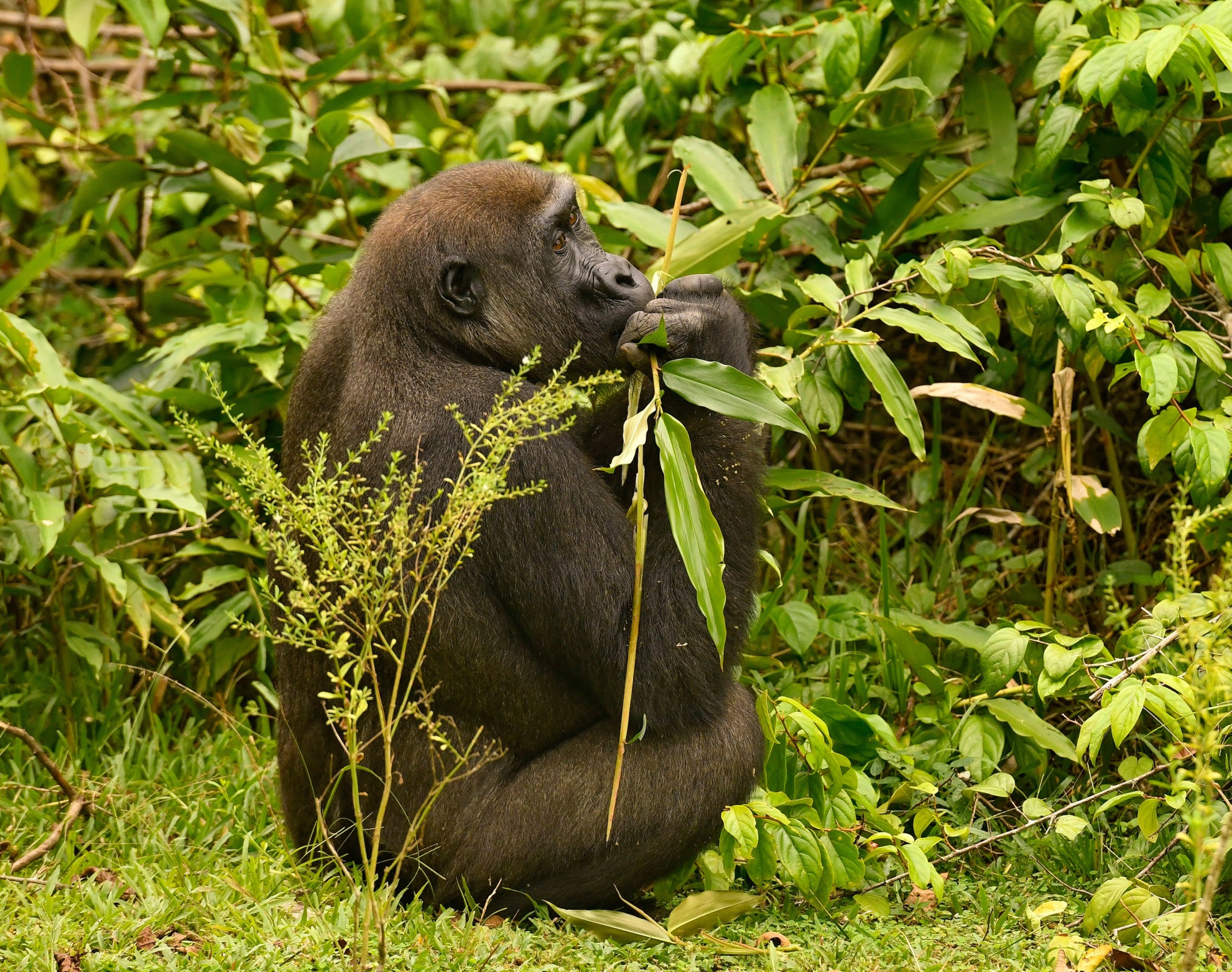 A majestic gorilla sits in a lush green forest, cradling a leafy branch while gazing thoughtfully into the horizon.