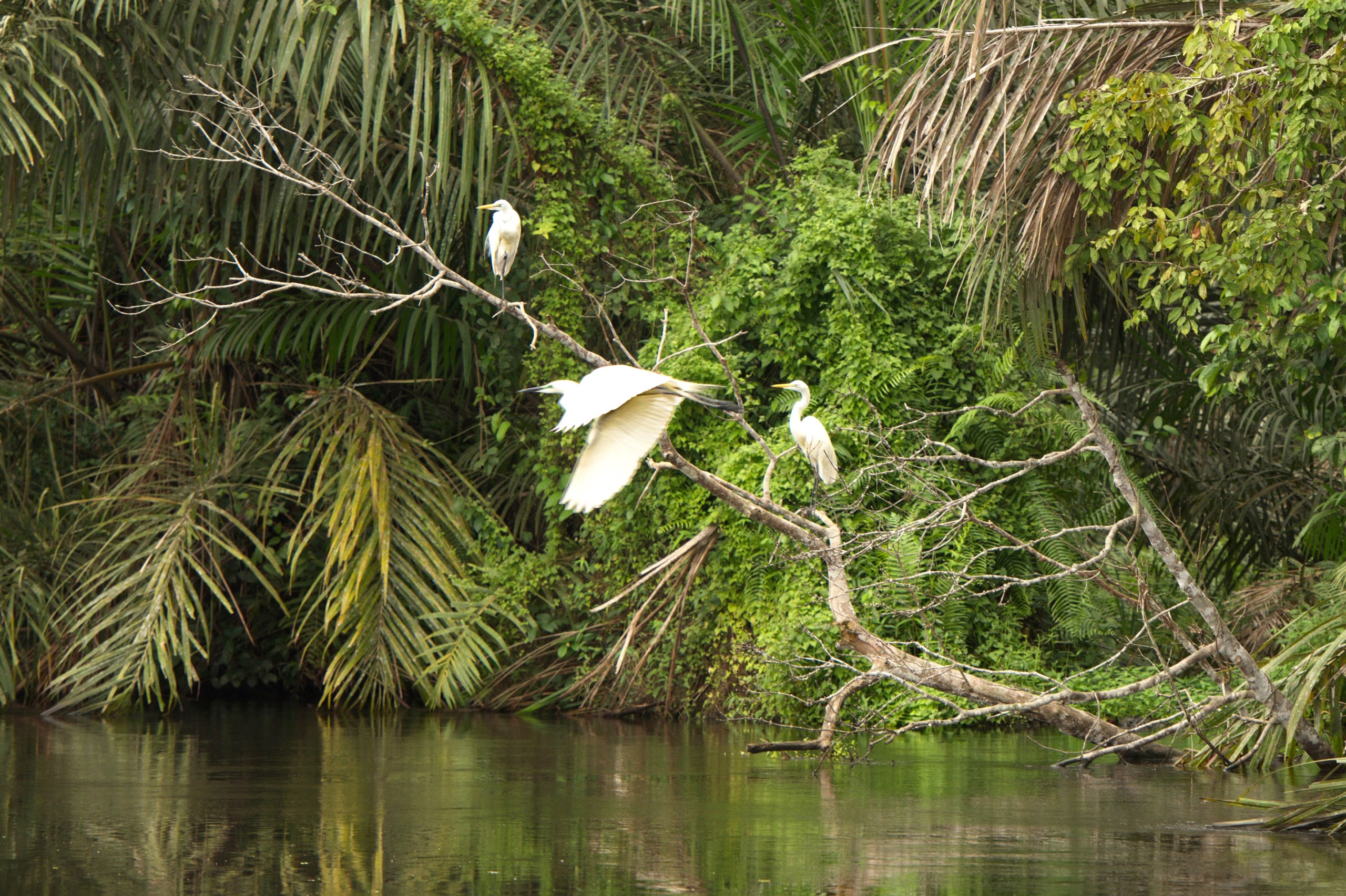 Three herons perched and one in flight around a tree branch overhanging a calm river, with dense green foliage creating a breathtaking tropical setting. In the distance, the silhouette of a gorilla can be seen amidst the lush canopy.