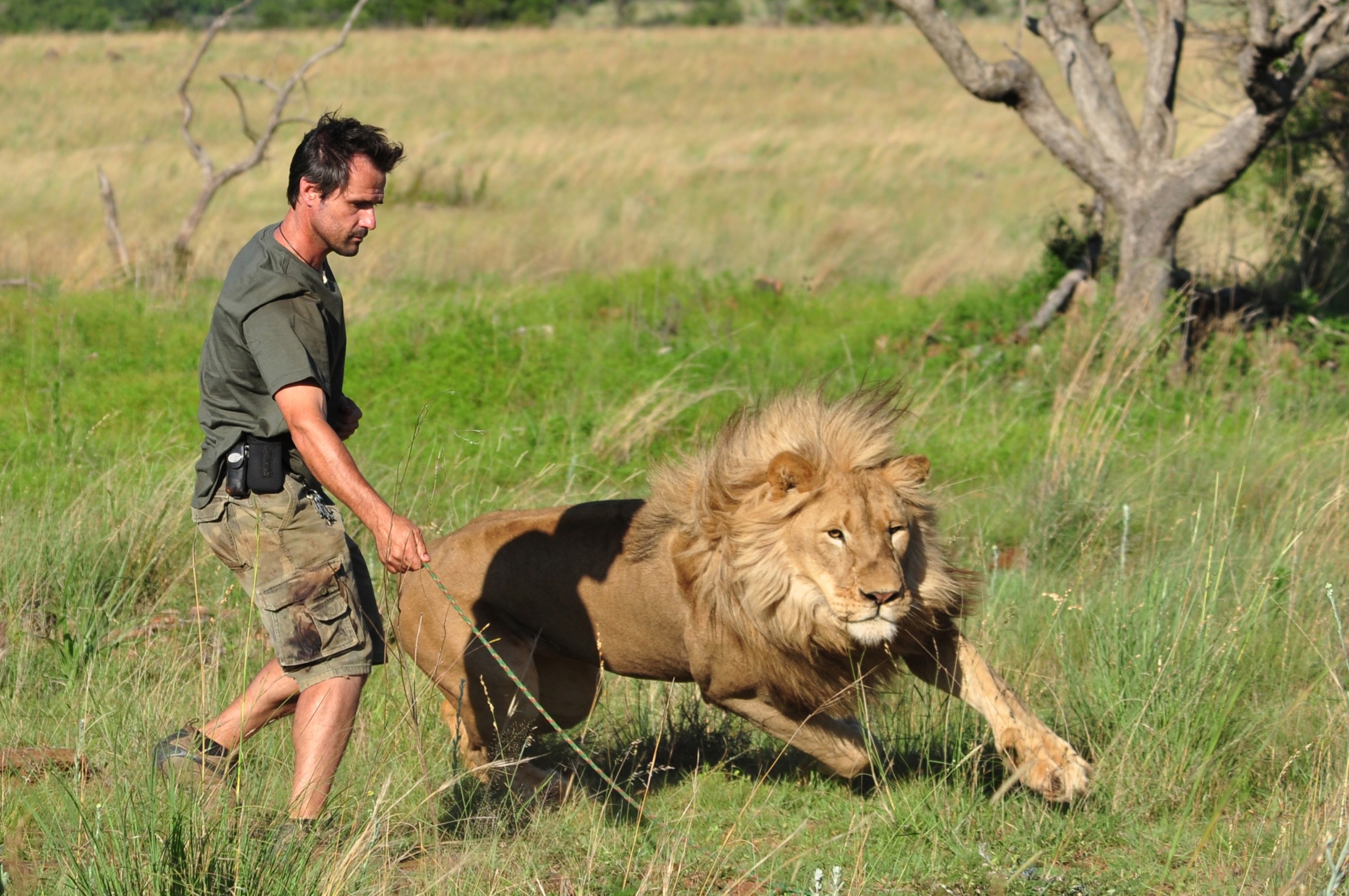 A man in a green shirt and camo shorts holds the tail of a running lion, capturing the majesty of lions on the move across a grassy field. The lion appears mid-stride against a backdrop of dry trees and open grassland.