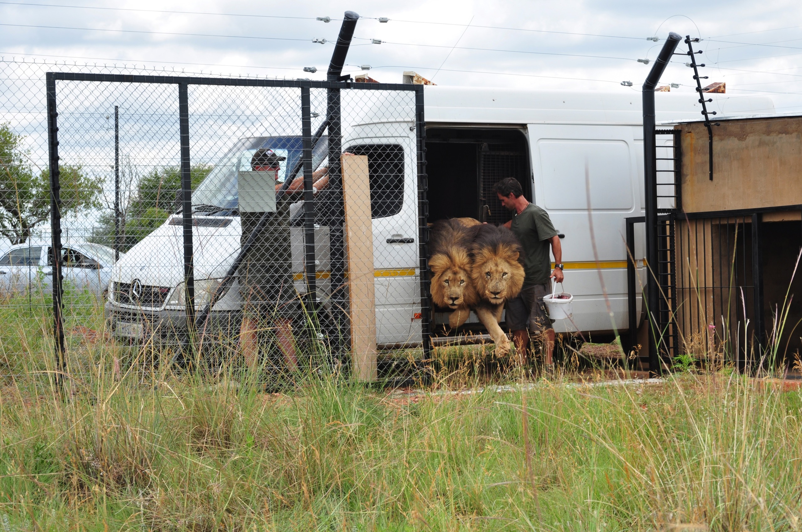 Two men are moving two lions from a white van into a fenced grassy enclosure. The lions step out cautiously as one man holds a bucket. The entire process unfolds seamlessly, and the secure enclosure features sturdy fences and a locked gate, ensuring safety for all involved.