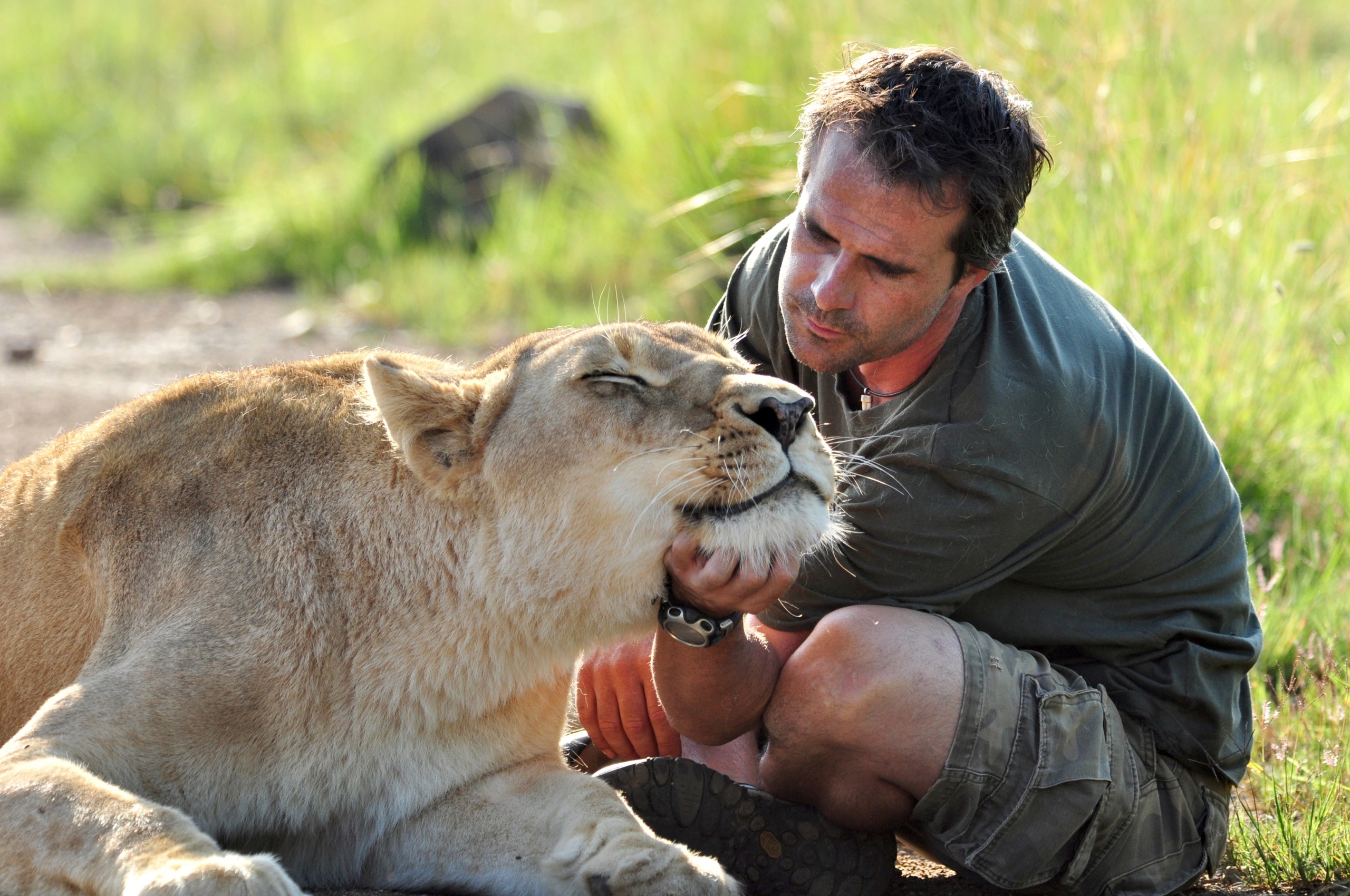 A man crouches on the ground, gently stroking the chin of a relaxed lioness. They are outdoors under a sunny sky, surrounded by lush green grass where lions often move with regal grace.