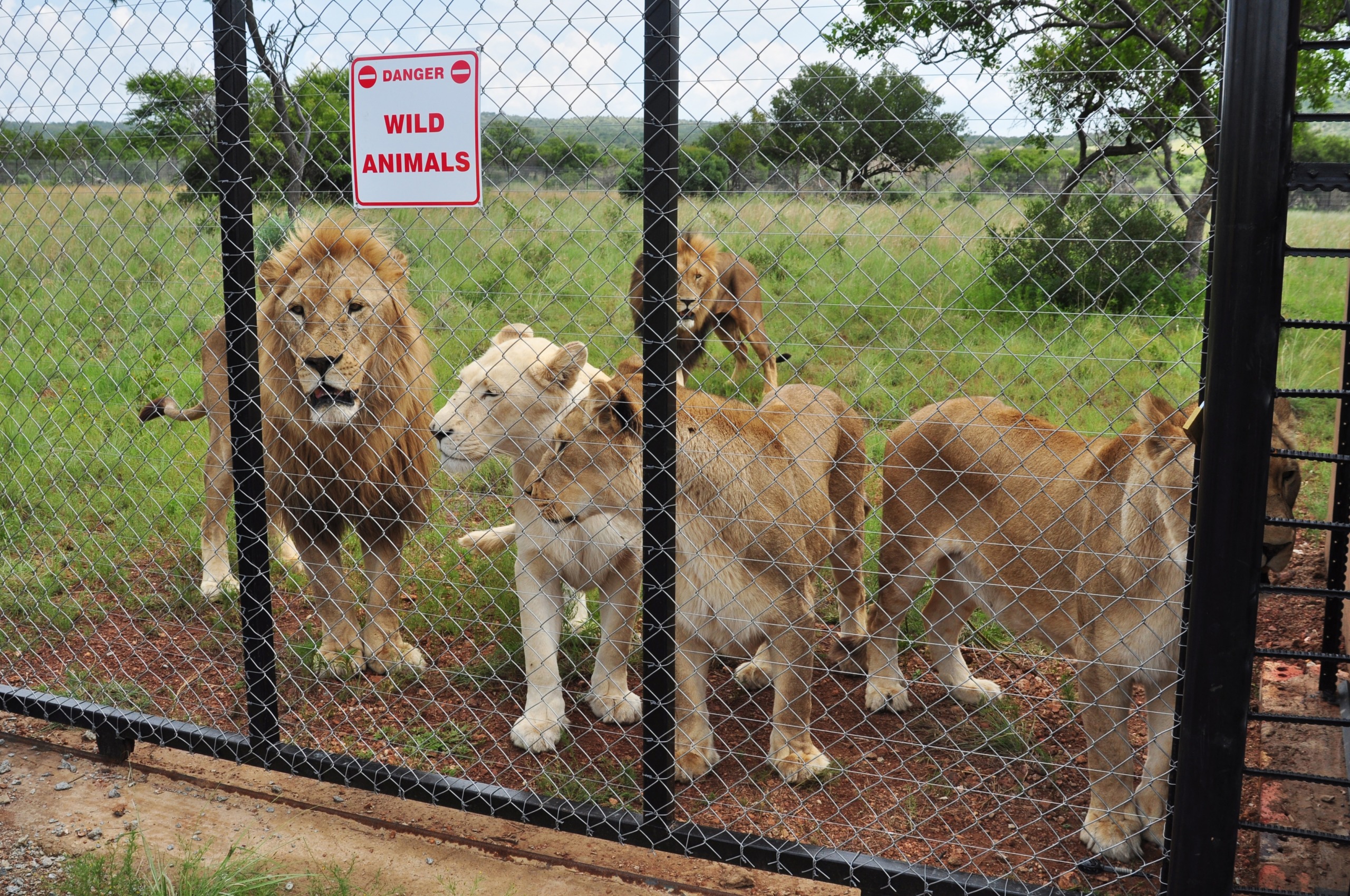 Three majestic lions move gracefully behind a chain-link fence in a grassy enclosure, with a sign warning 