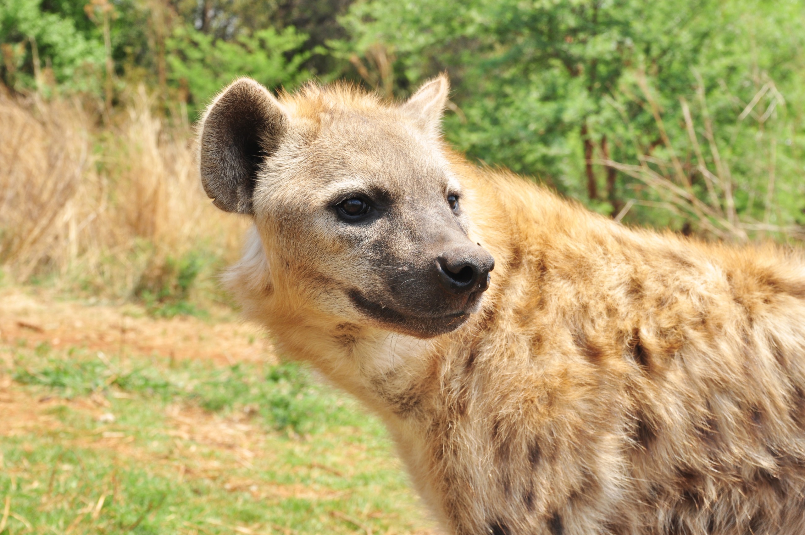 A vigilant hyena stands in a natural setting, surrounded by dry grass and green bushes. Its tan and brown fur blends seamlessly into the savanna backdrop as it looks to the right, ever ready to move at the slightest hint of nearby lions. The lighting suggests it's daytime in this wild landscape.