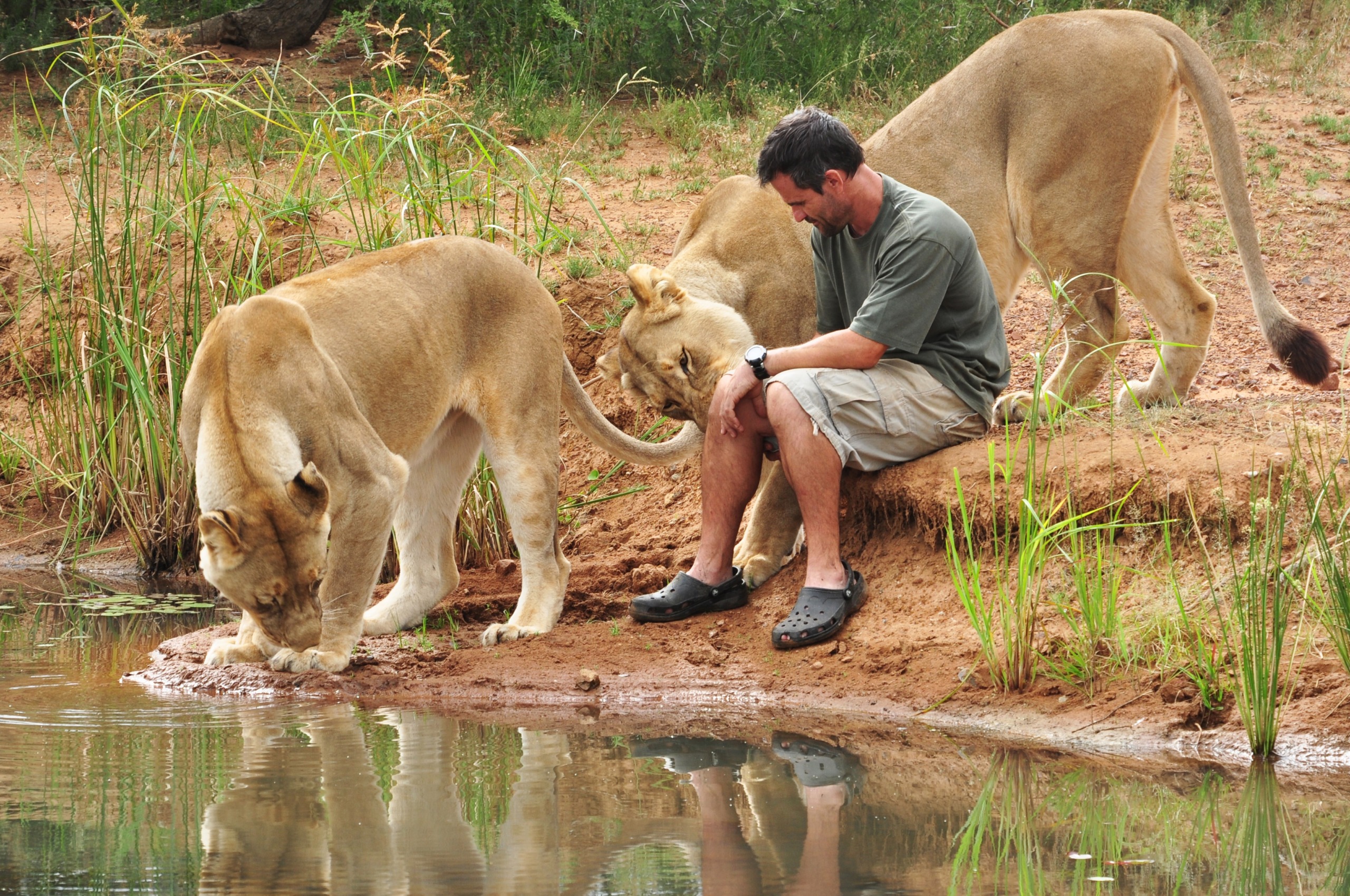 A man sits by the edge of a pond, engaging with two lions. One lion moves gracefully to drink water, while the other nuzzles his arm. They are enveloped by grass and natural scenery.