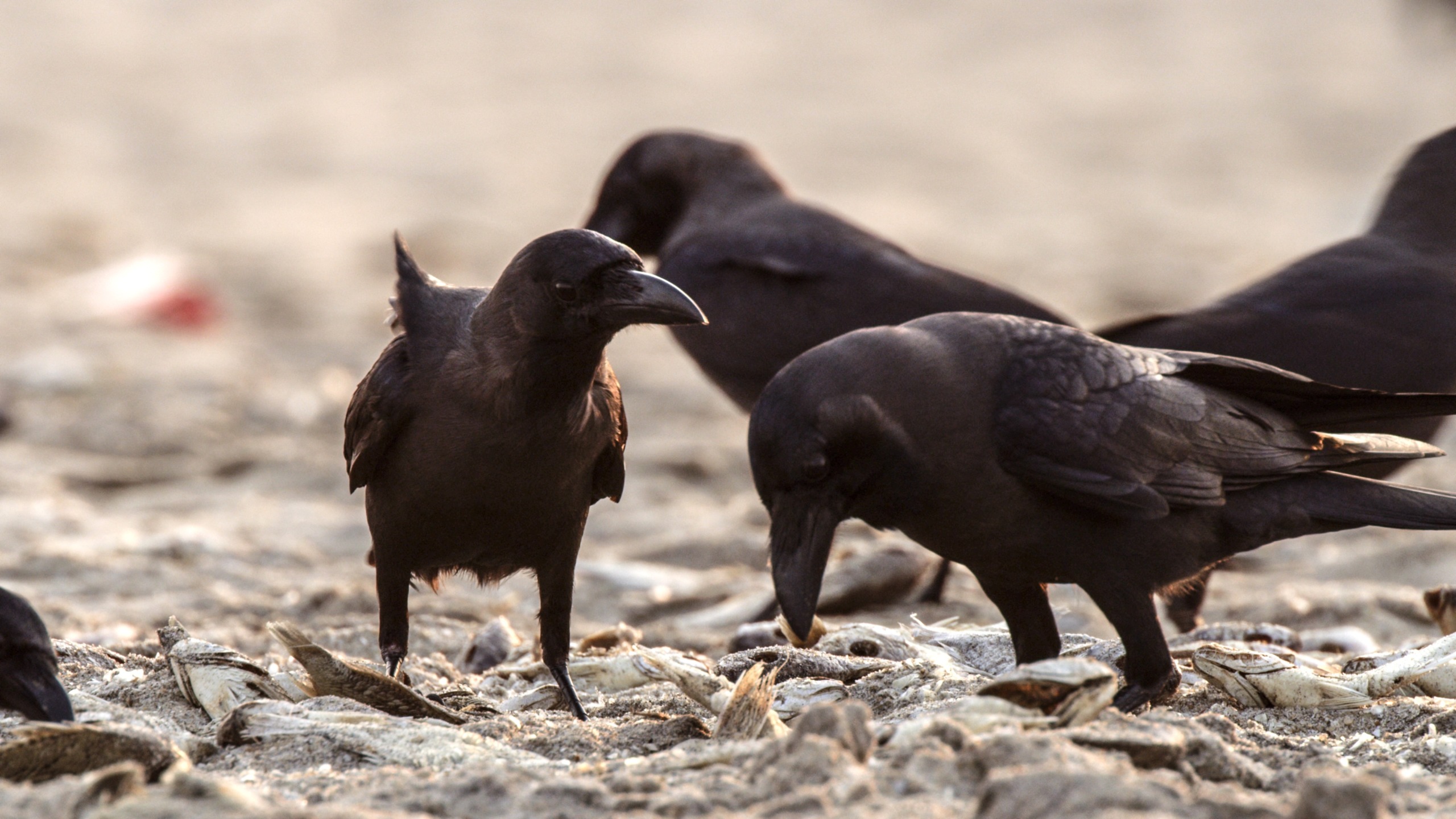 A group of black crows on a sunbaked sandy ground showcases life at the limits. Two crows in the foreground are interacting, while others busily forage in the background. The scene is well-lit with natural light, highlighting their glossy feathers despite extreme conditions.