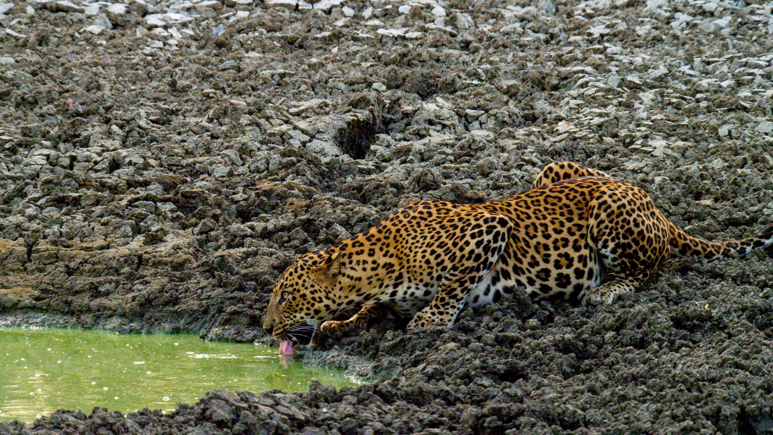 A leopard with spotted fur drinks water from a small, greenish pool amidst rocky, uneven terrain. The leopard is crouched low to the ground, blending into the rugged surroundings—a testament to life at the limits.