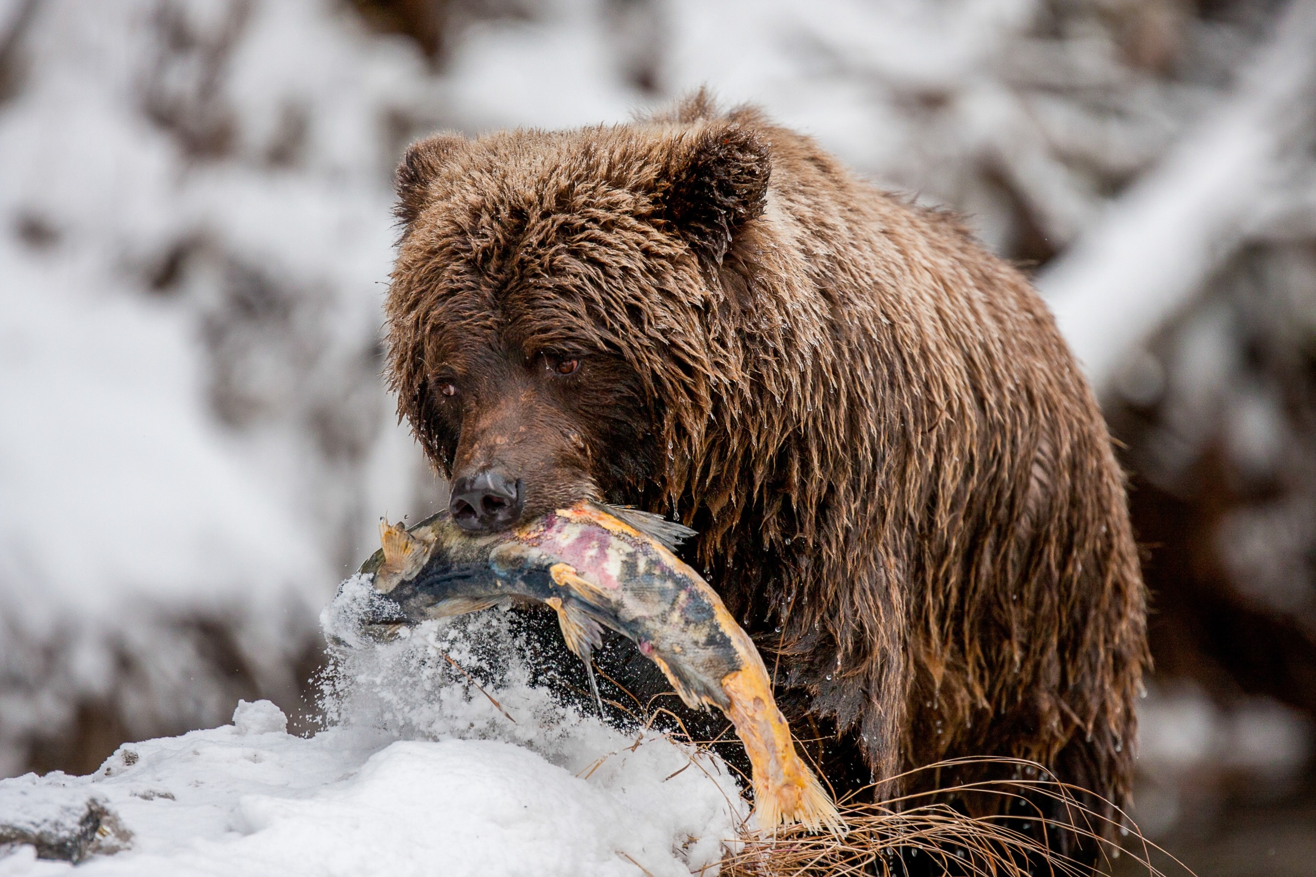 A large brown bear with wet fur holds a fish in its mouth, standing on a snowy landscape. Its full attention is on the catch, embodying nature's raw essence and life at the limits, revealing a majestic and natural scene in the wild.