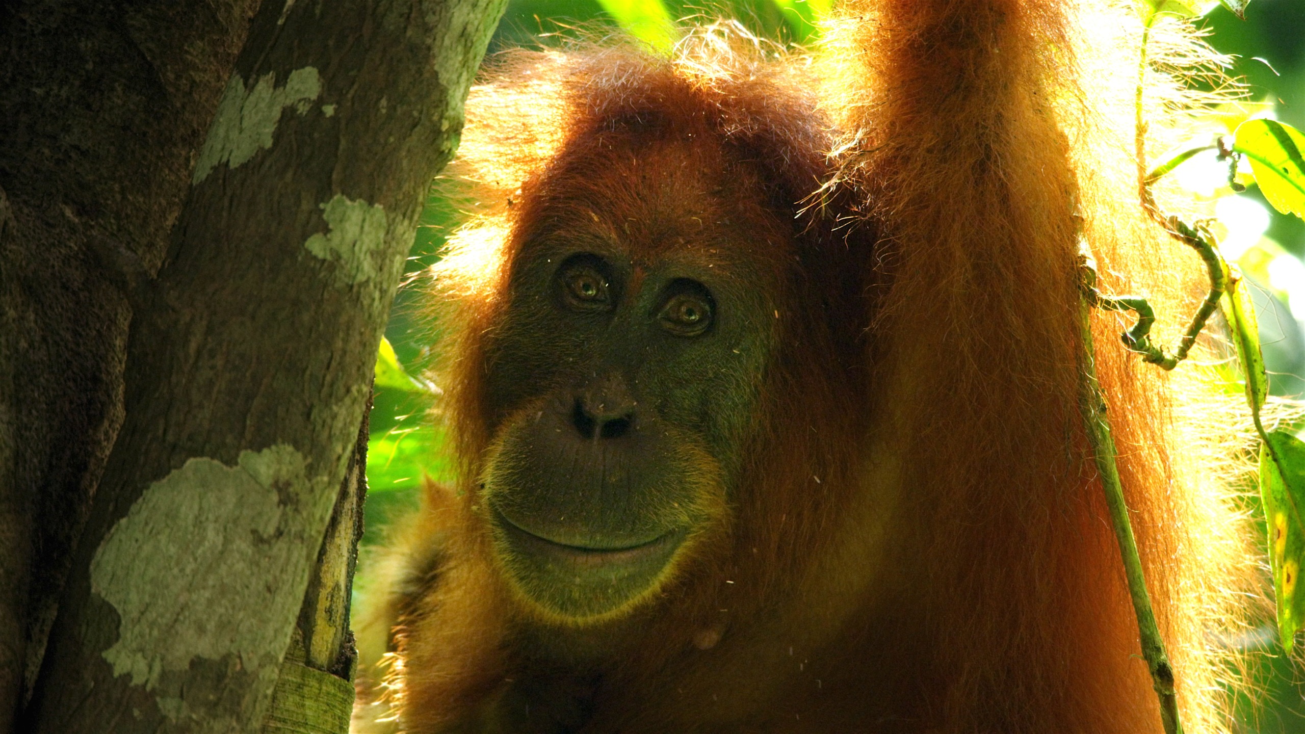 An orangutan with reddish-brown fur sits among green leaves in sunlight, holding onto a tree trunk. Its expressive face gazes forward, embodying the boundless vitality of life within a lush forest setting.