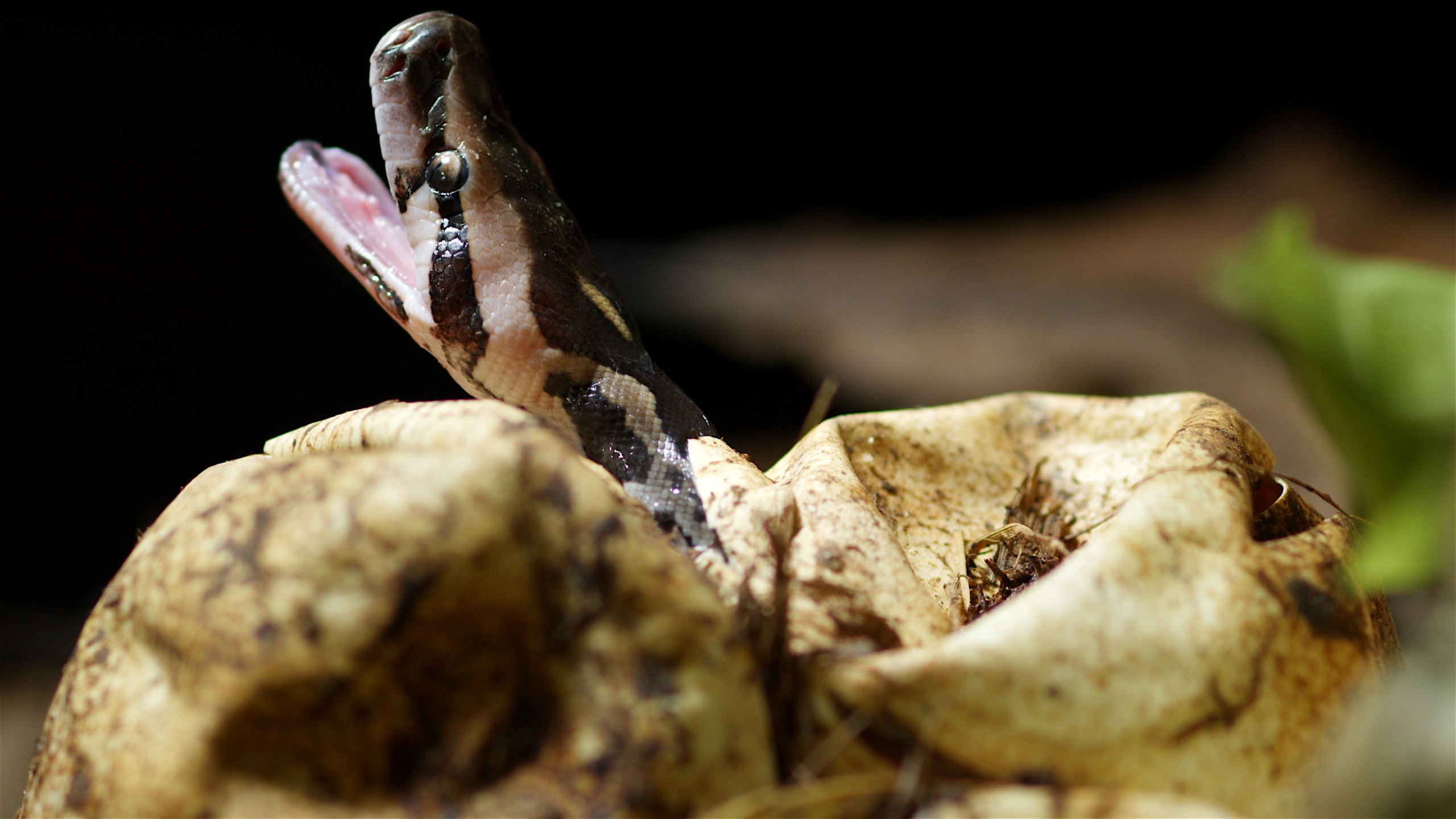 A snake hatching from an egg, emerging with its head partly out, showcases life at the limits. The egg is cradled by a natural, earthy environment with blurred background elements. The snake's mouth is open, revealing a glimpse of its tiny teeth—a testament to life's relentless drive beyond limits.